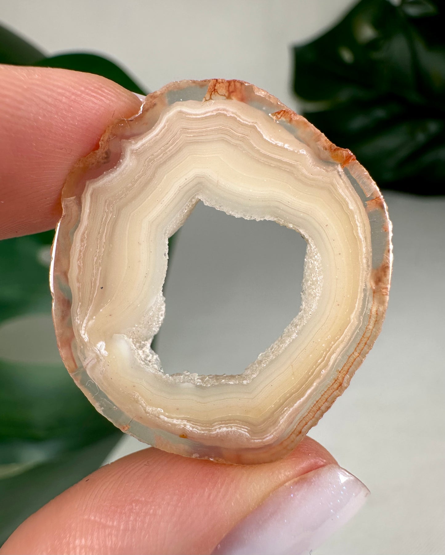 Coyamito Agate Slice - Yellow - Selection