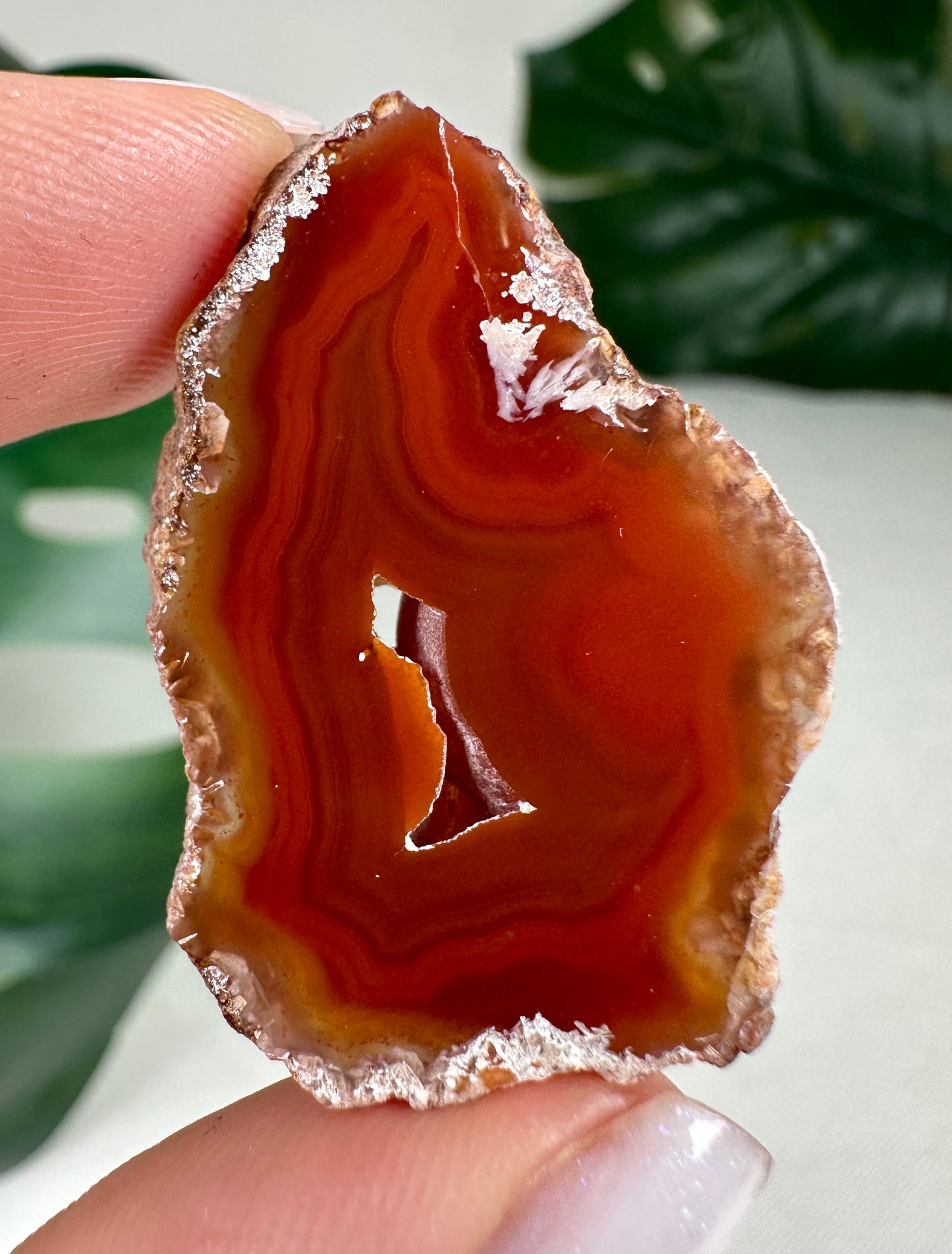 Coyamito Agate Slice - Red - Selection