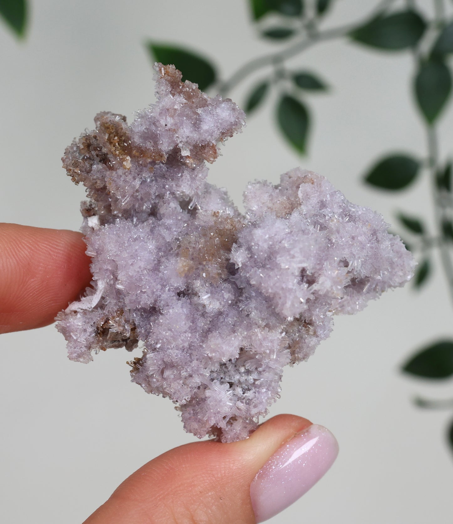 Lilaner Creedite Nr.109LC