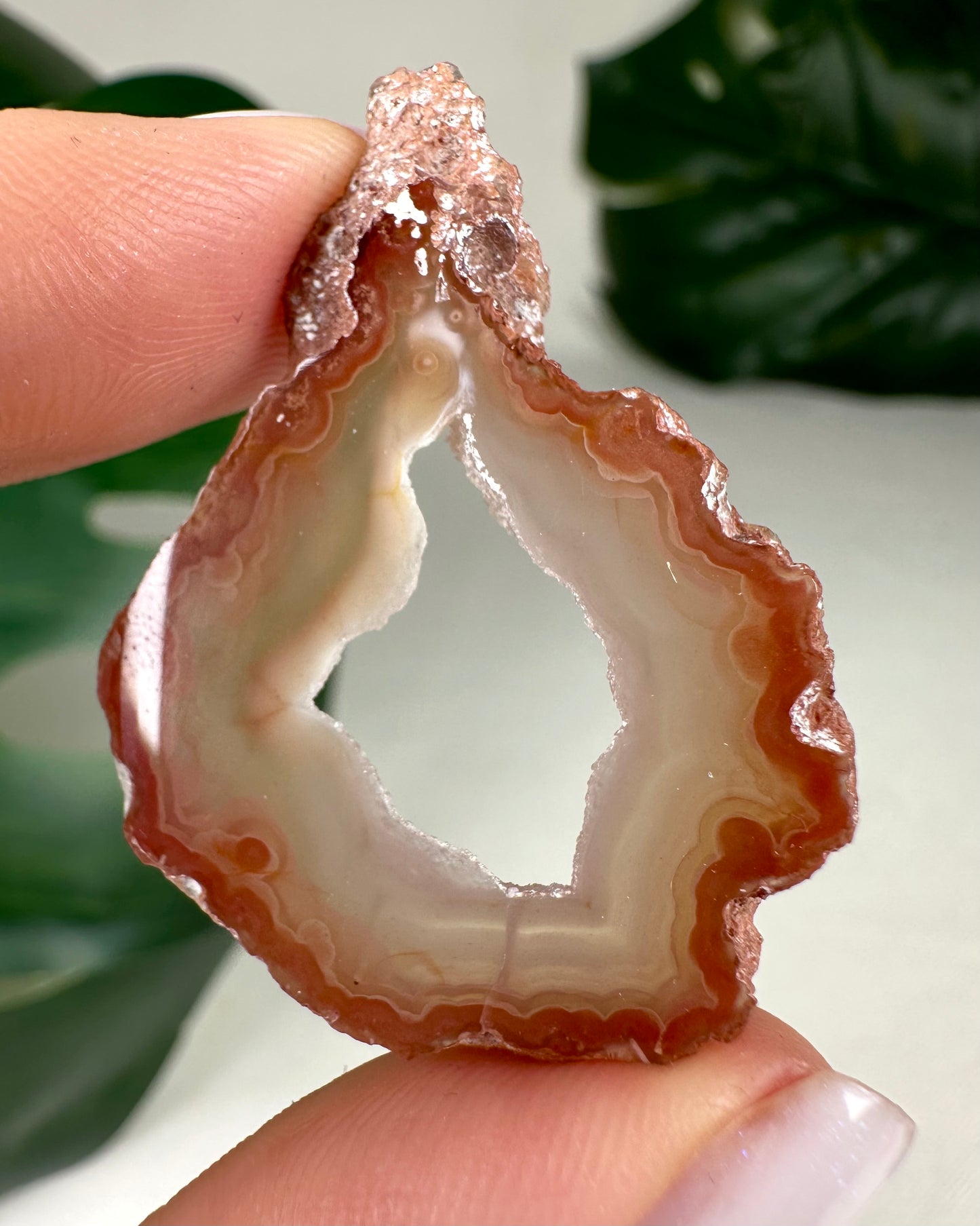 Coyamito Agate Slice - Red - Selection