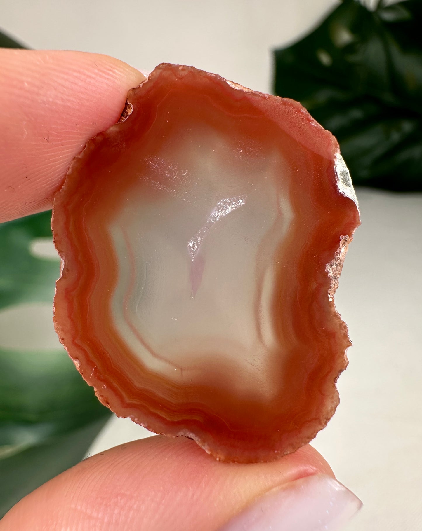 Coyamito Agate Slice - Red - Selection