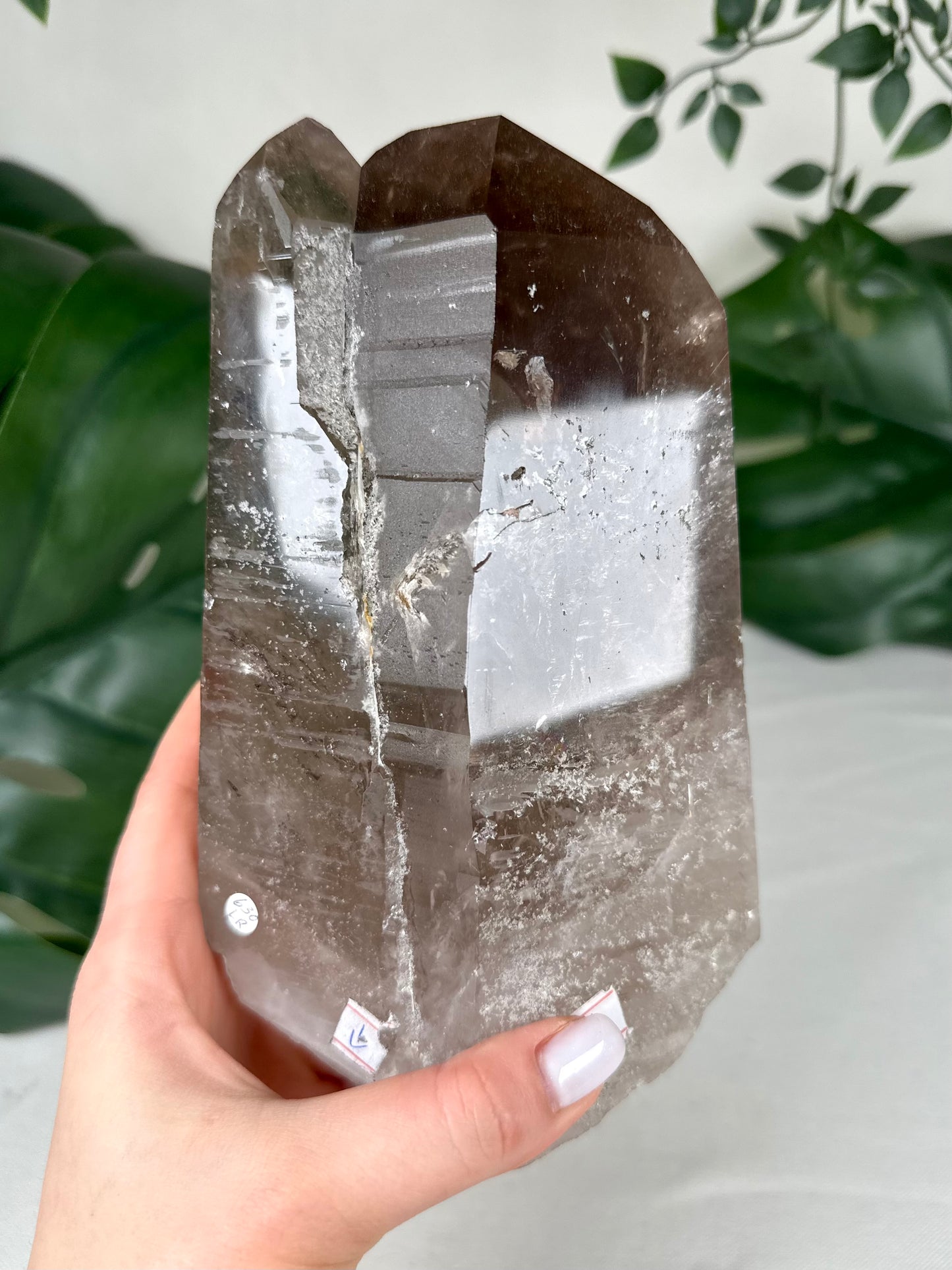 Rauchquarz Lemurian XL Nr.630LR