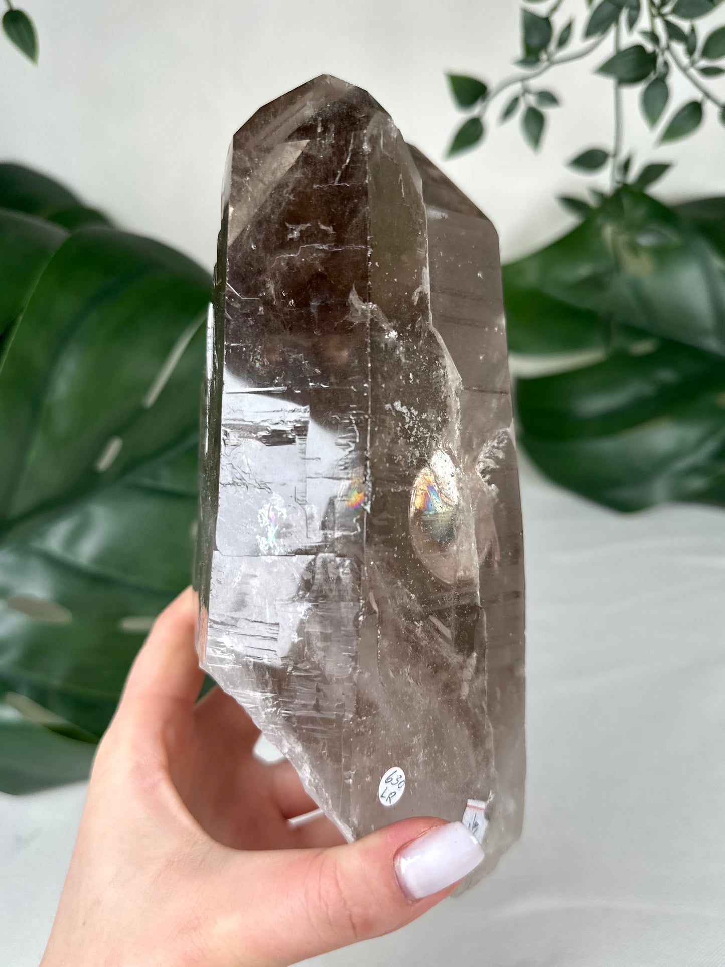 Rauchquarz Lemurian XL Nr.630LR