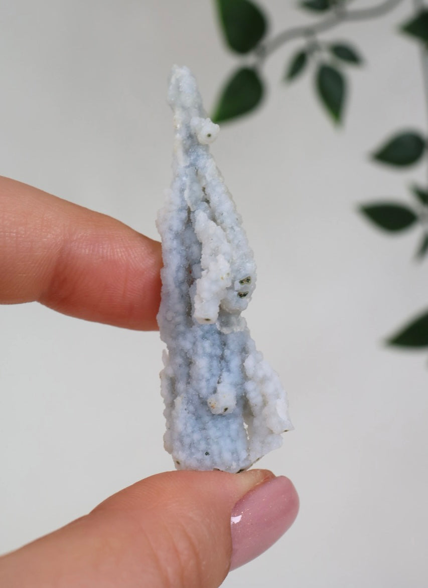 Blaue Chalcedon Koralle - Auswahl