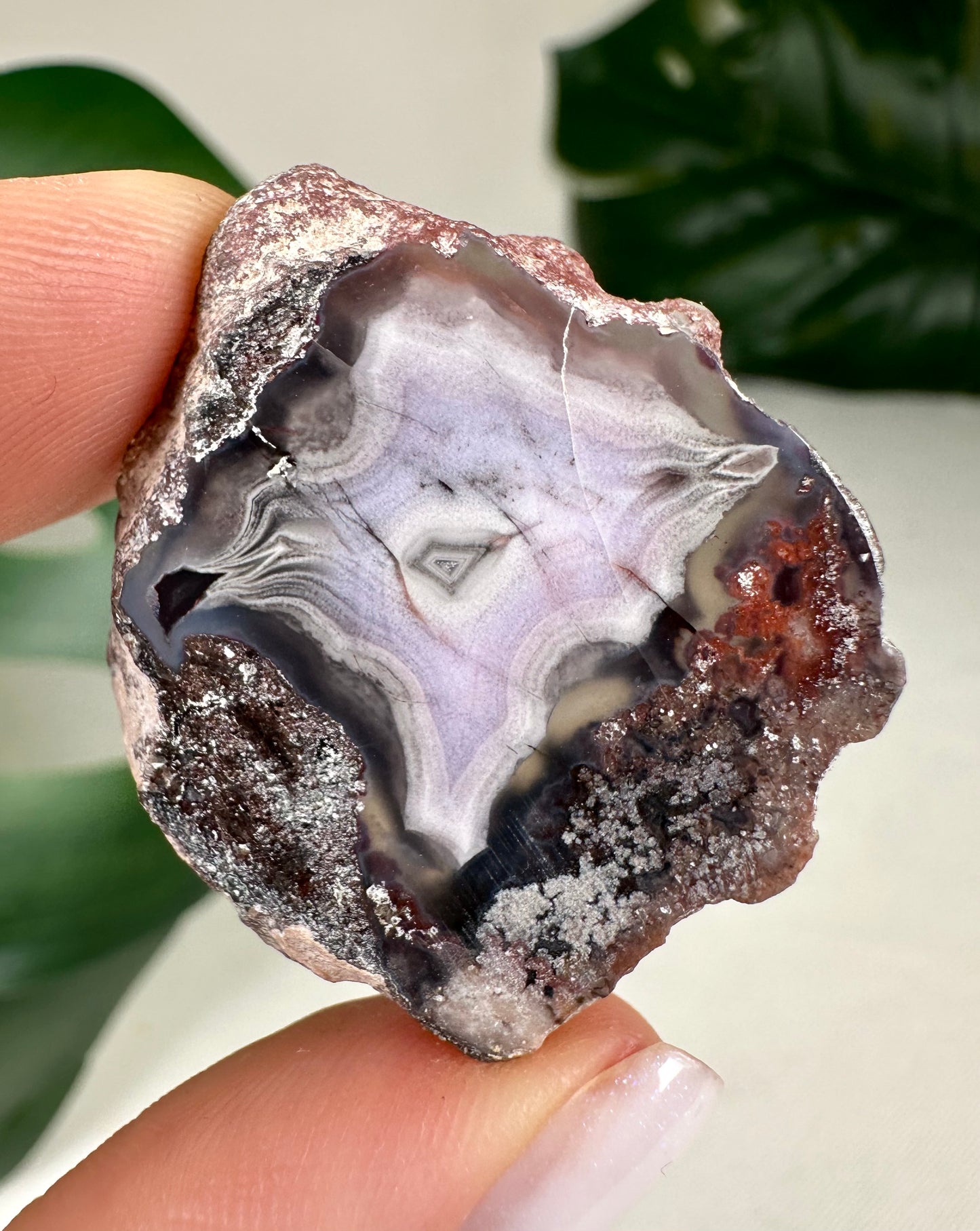 Coyamito Agate Slice - Purple - Selection