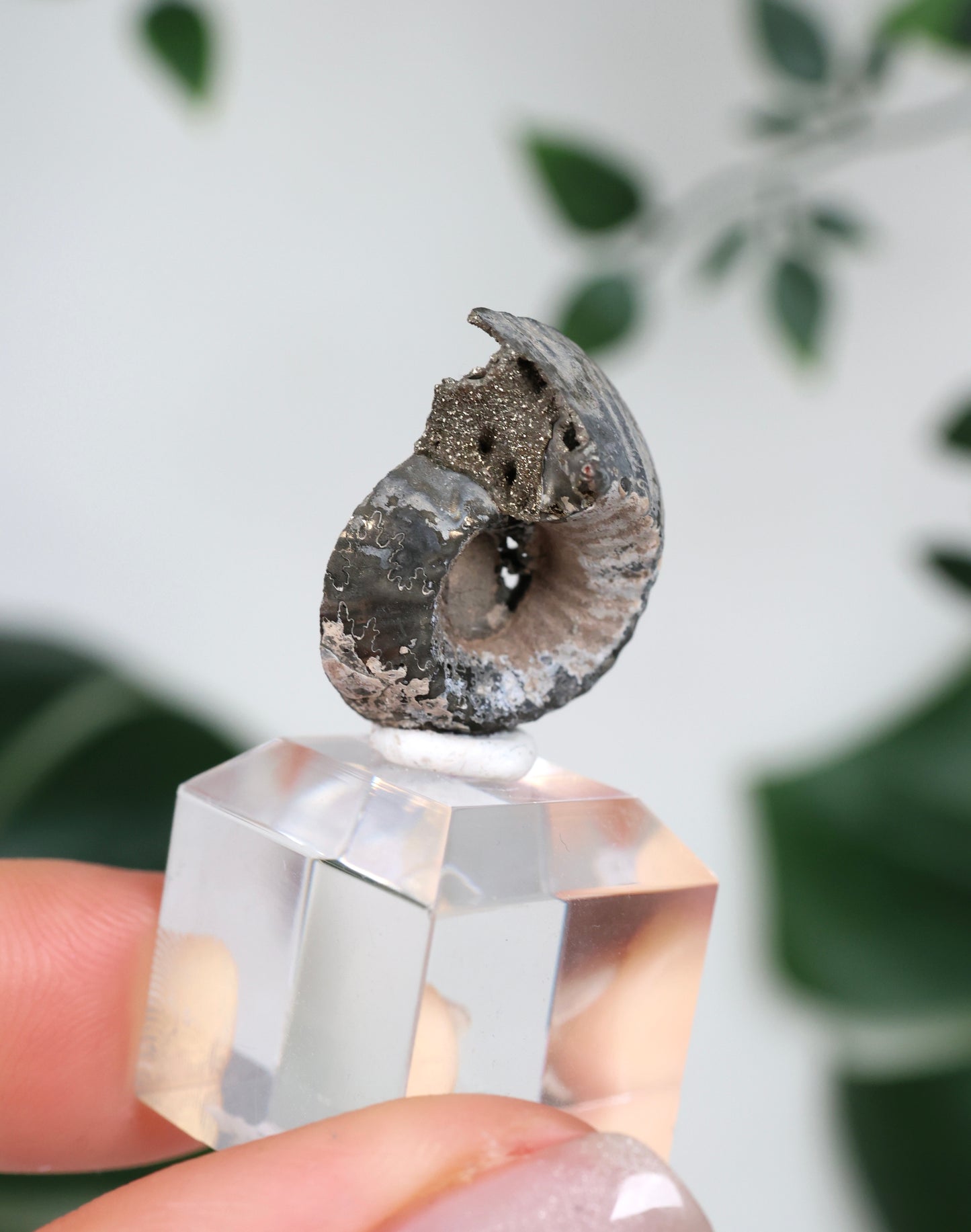 Pyritisierte Ammonite x Chalkopyrit Nr.42PA