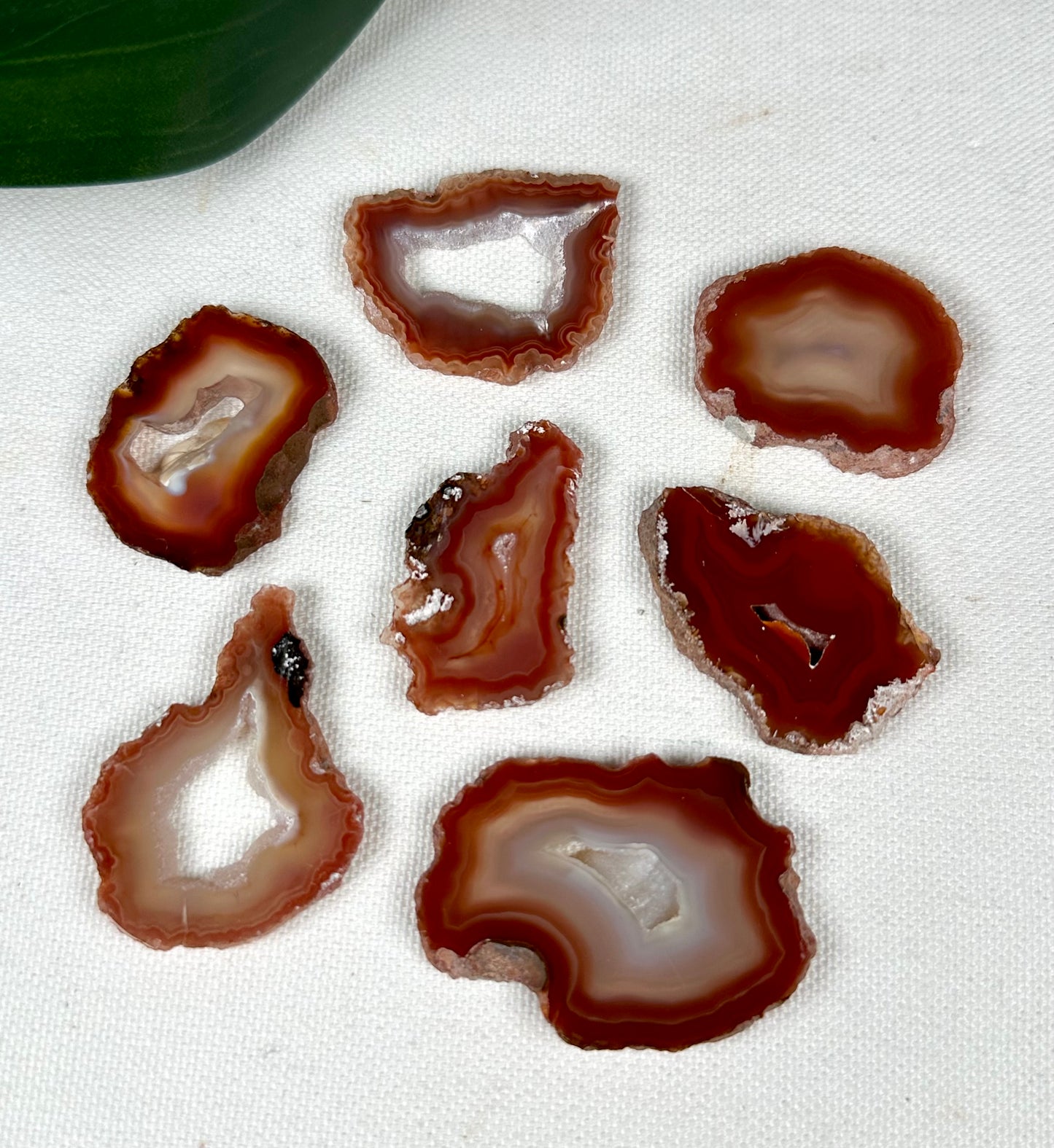 Coyamito Agate Slice - Red - Selection
