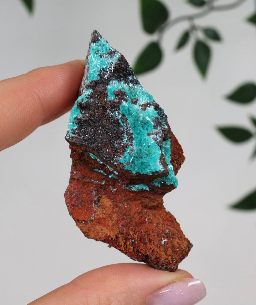 Aurichalcite - Auswahl