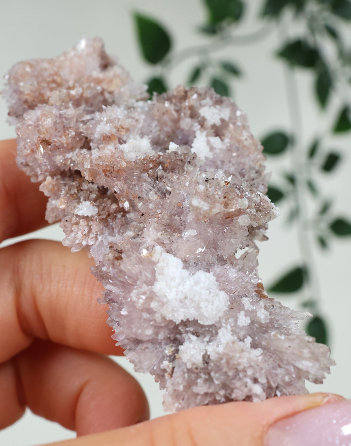 Lilaner Creedite Nr.109CL