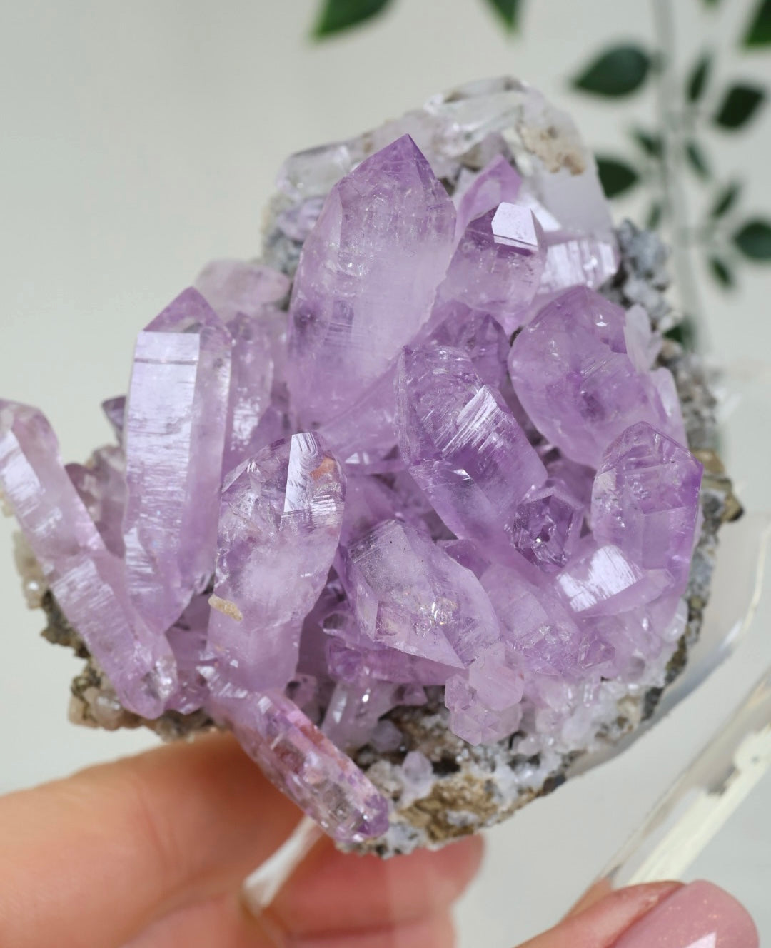 Vera Cruz Amethyst Nr.515VA