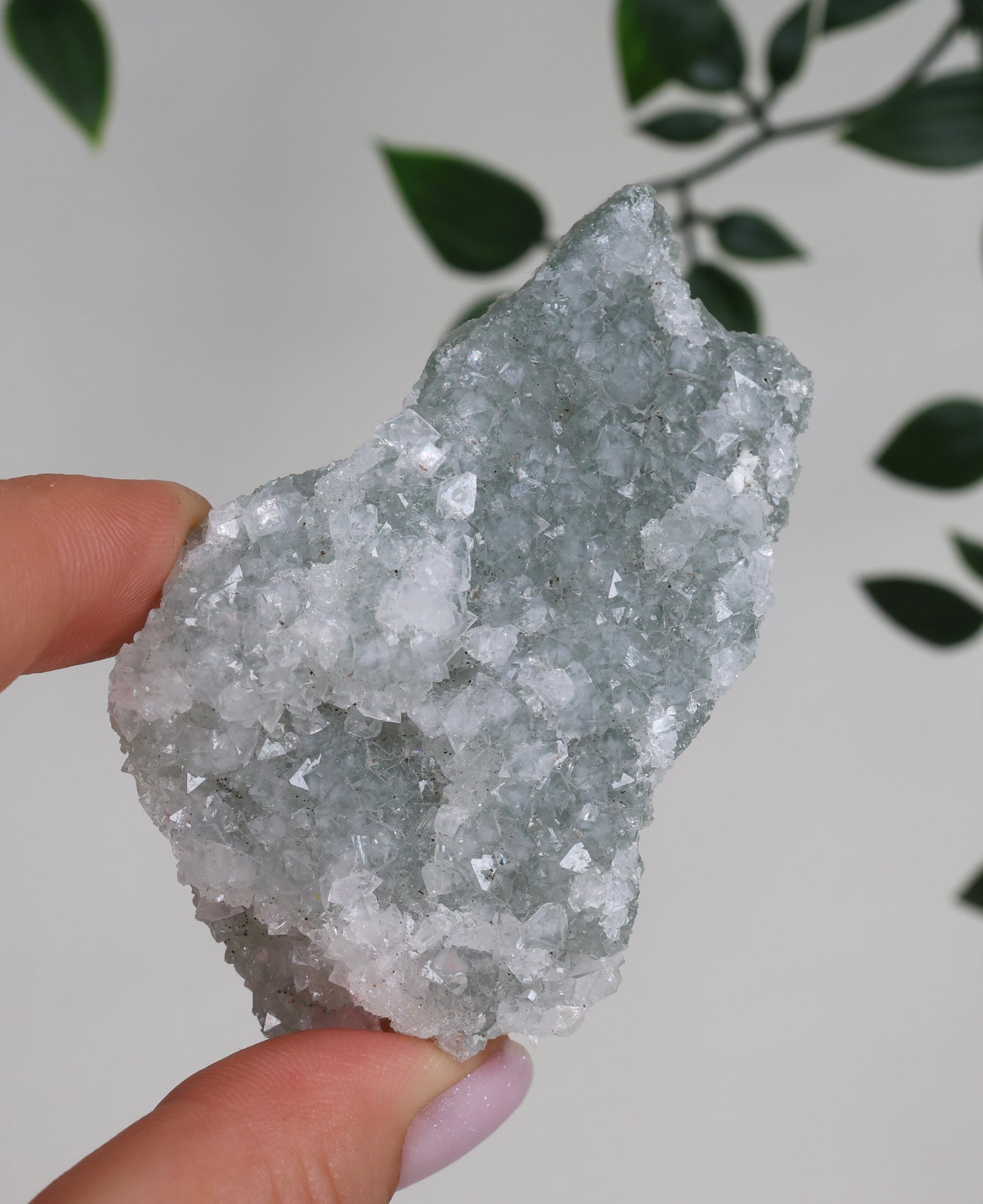 Grüner Apophyllit Crust Nr.41GA