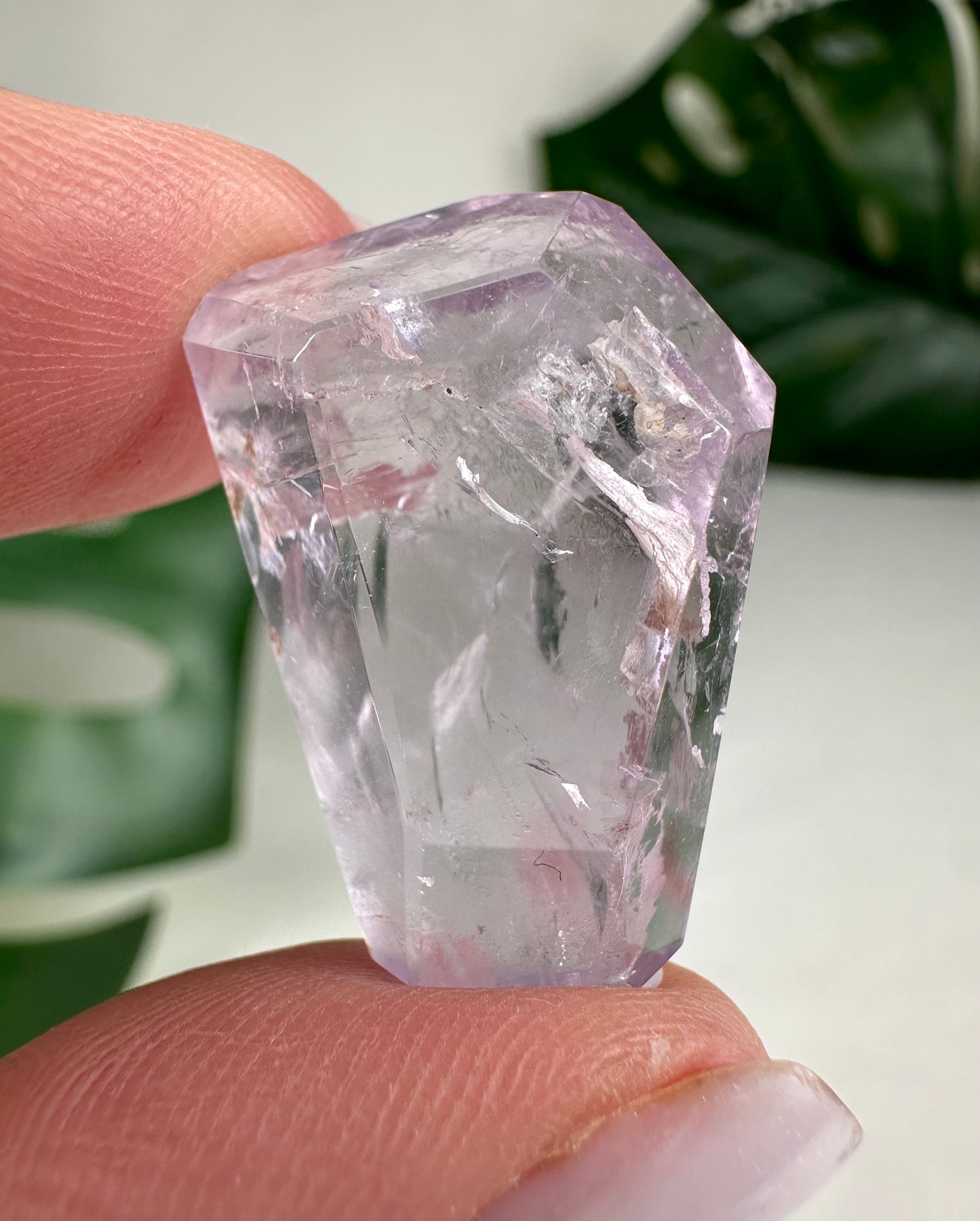 Rose de France Amethyst - Selection