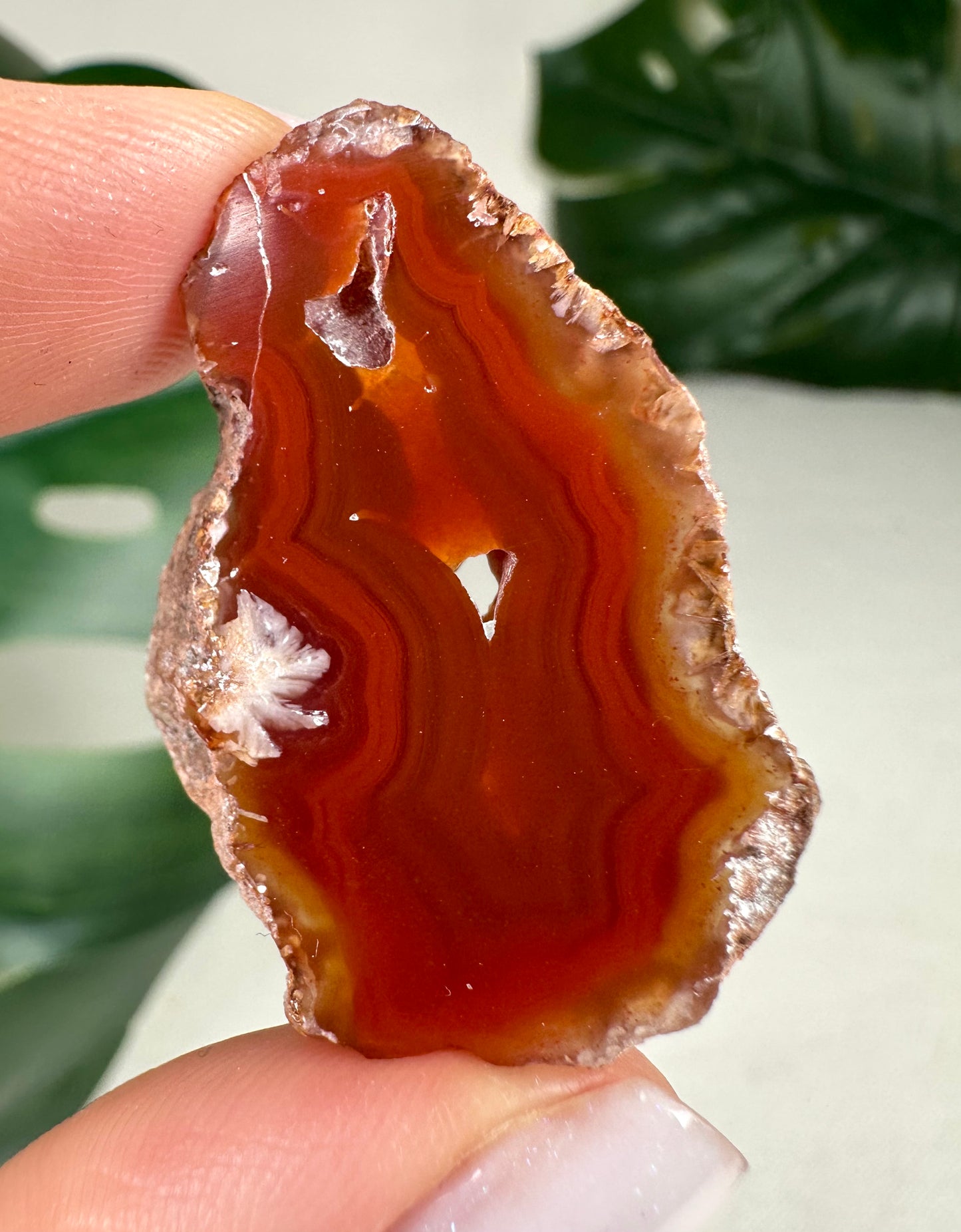Coyamito Agate Slice - Red - Selection