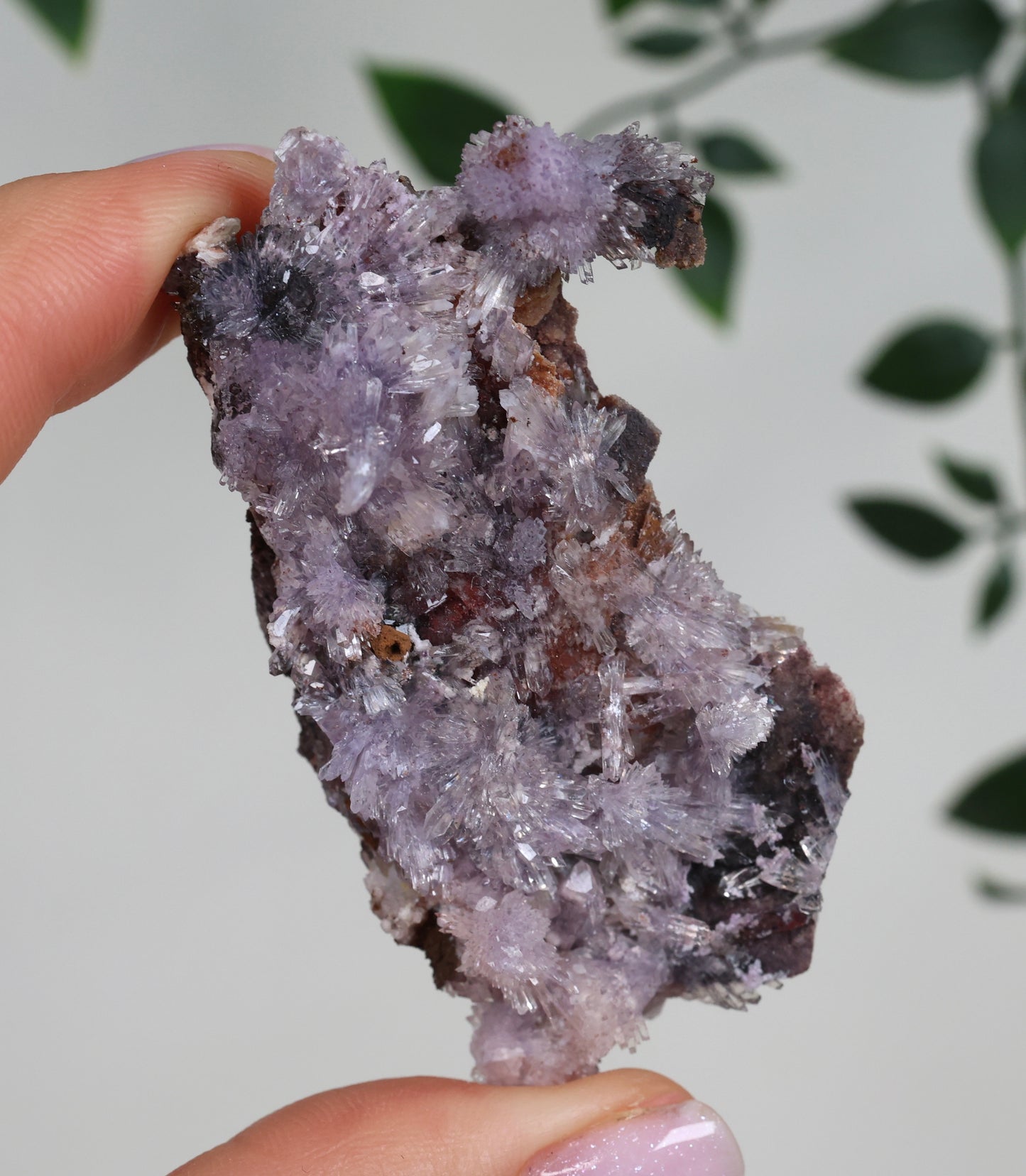 Lilaner Creedite Nr.104LC