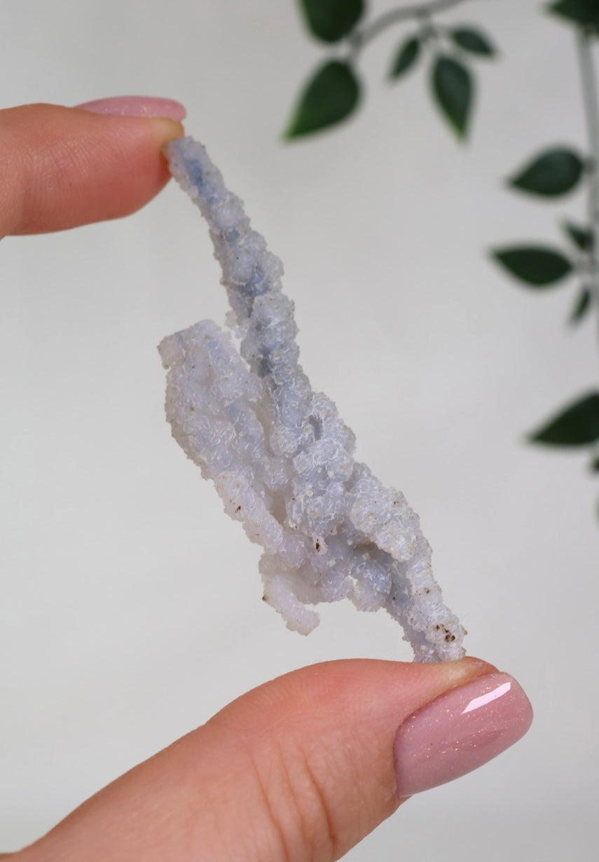 Blaue Chalcedon Koralle - Auswahl