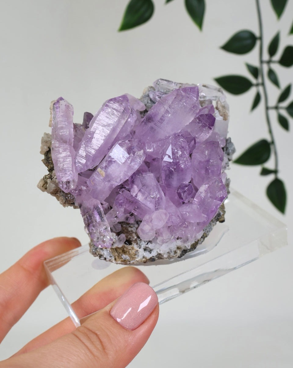 Vera Cruz Amethyst Nr.515VA