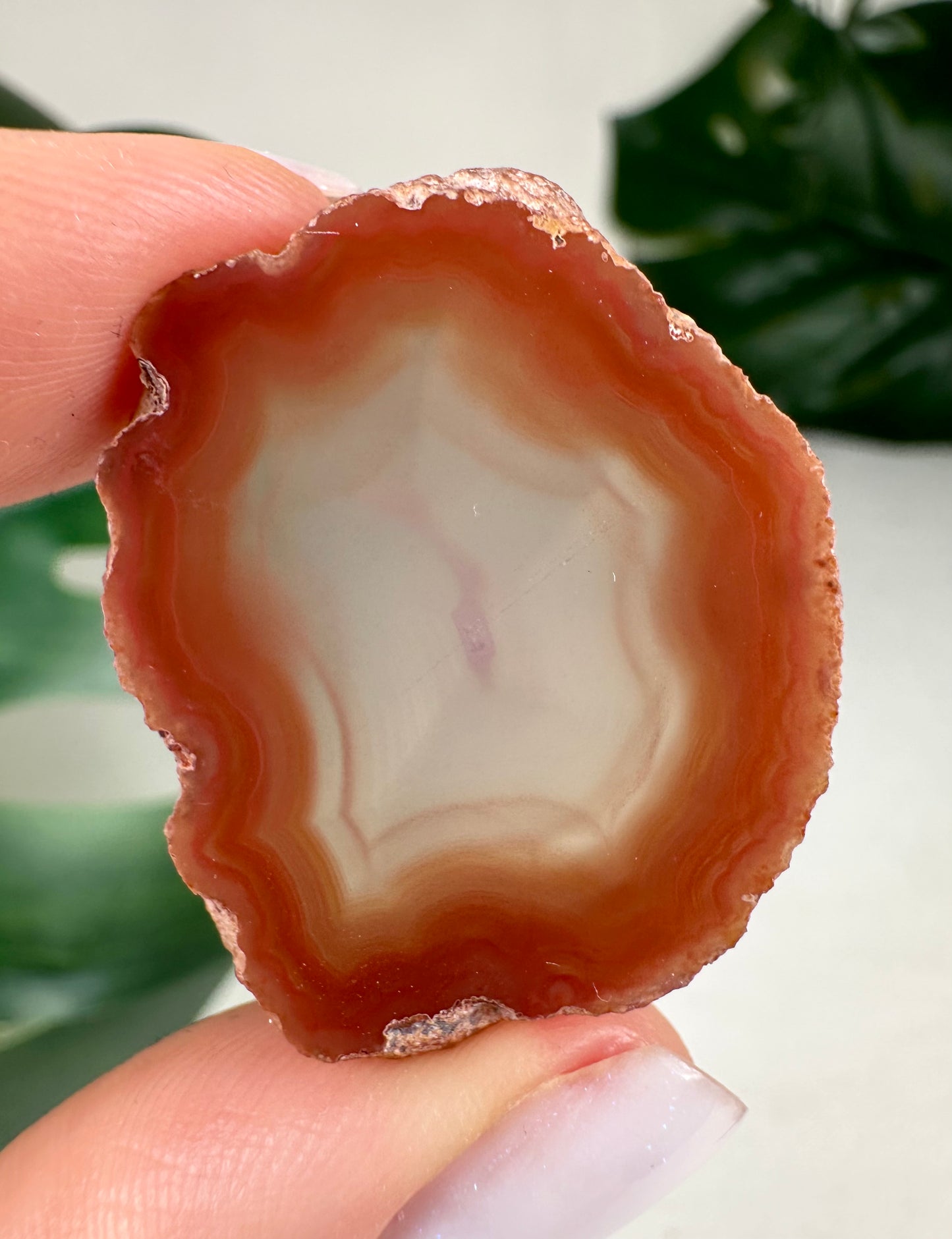Coyamito Agate Slice - Red - Selection