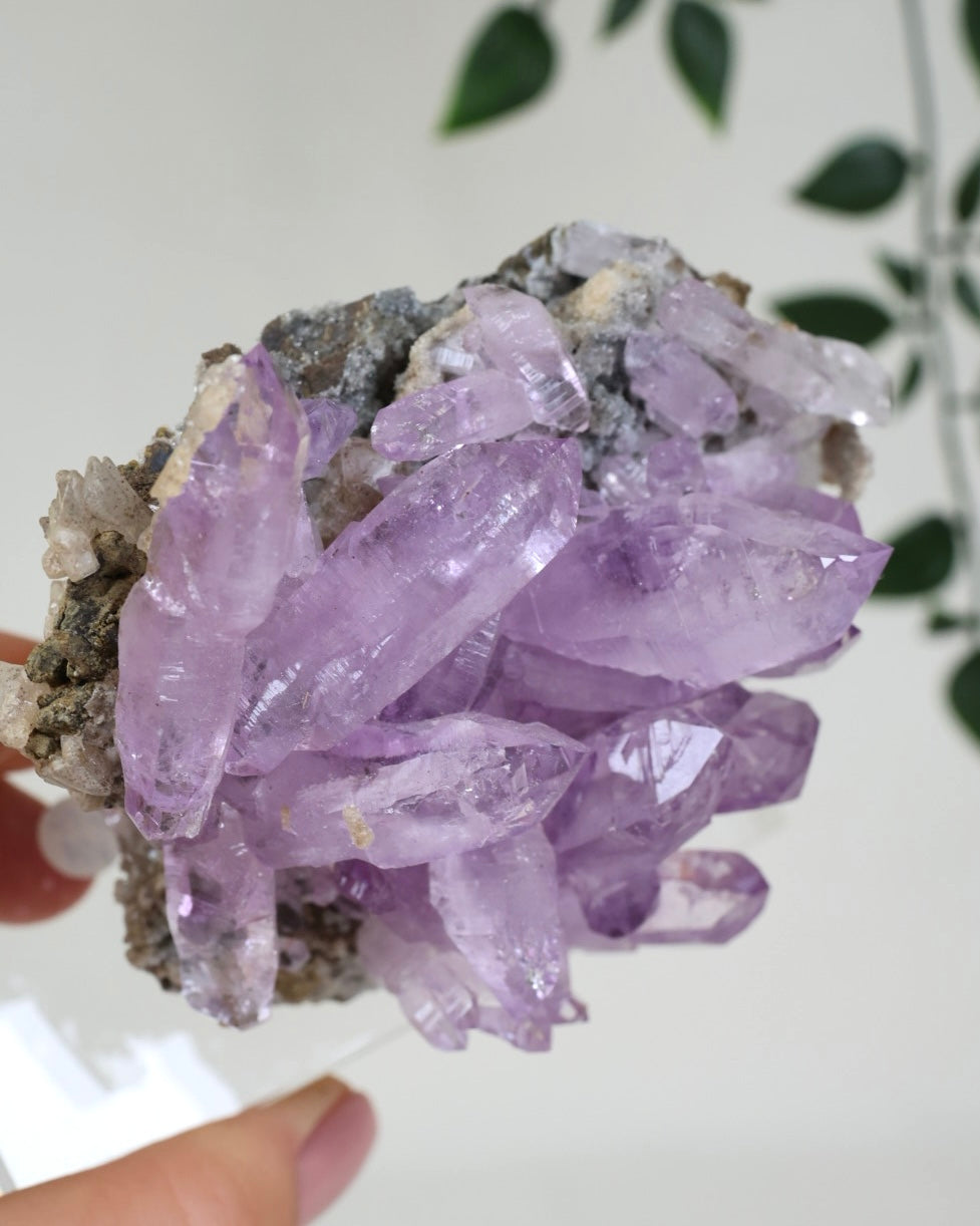Vera Cruz Amethyst Nr.515VA