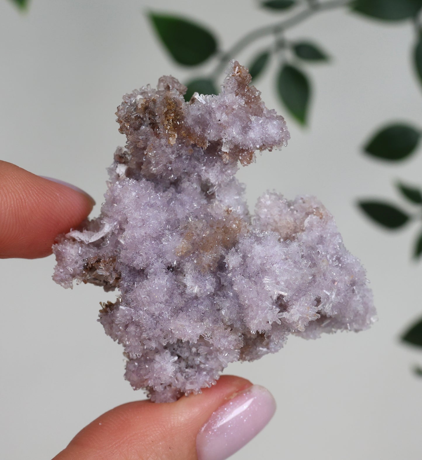 Lilaner Creedite Nr.109LC