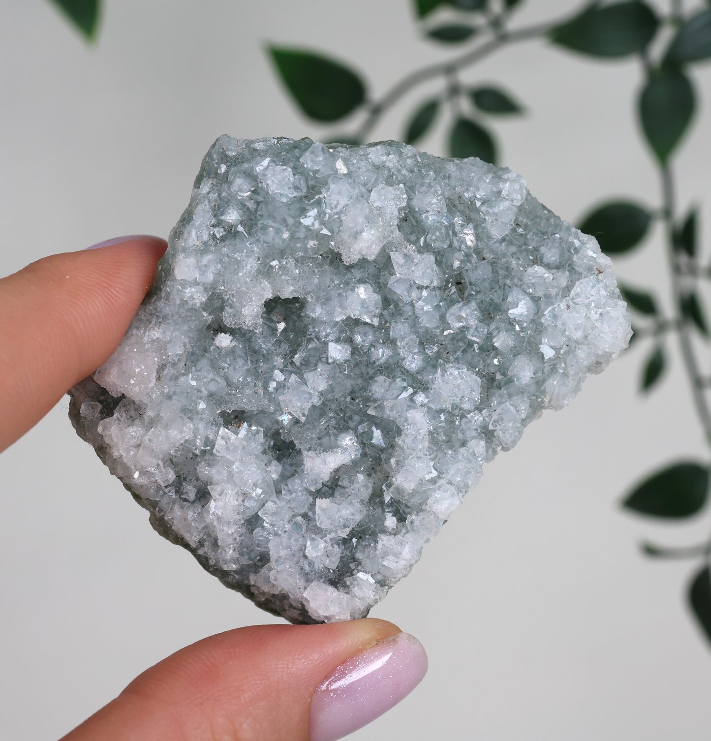 Grüner Apophyllit Crust Nr.42GA