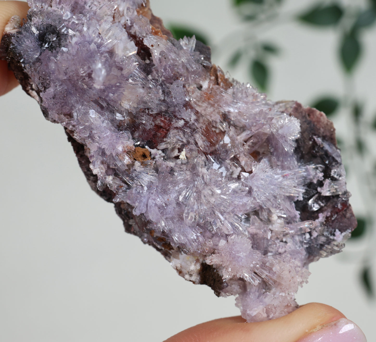 Lilaner Creedite Nr.104LC