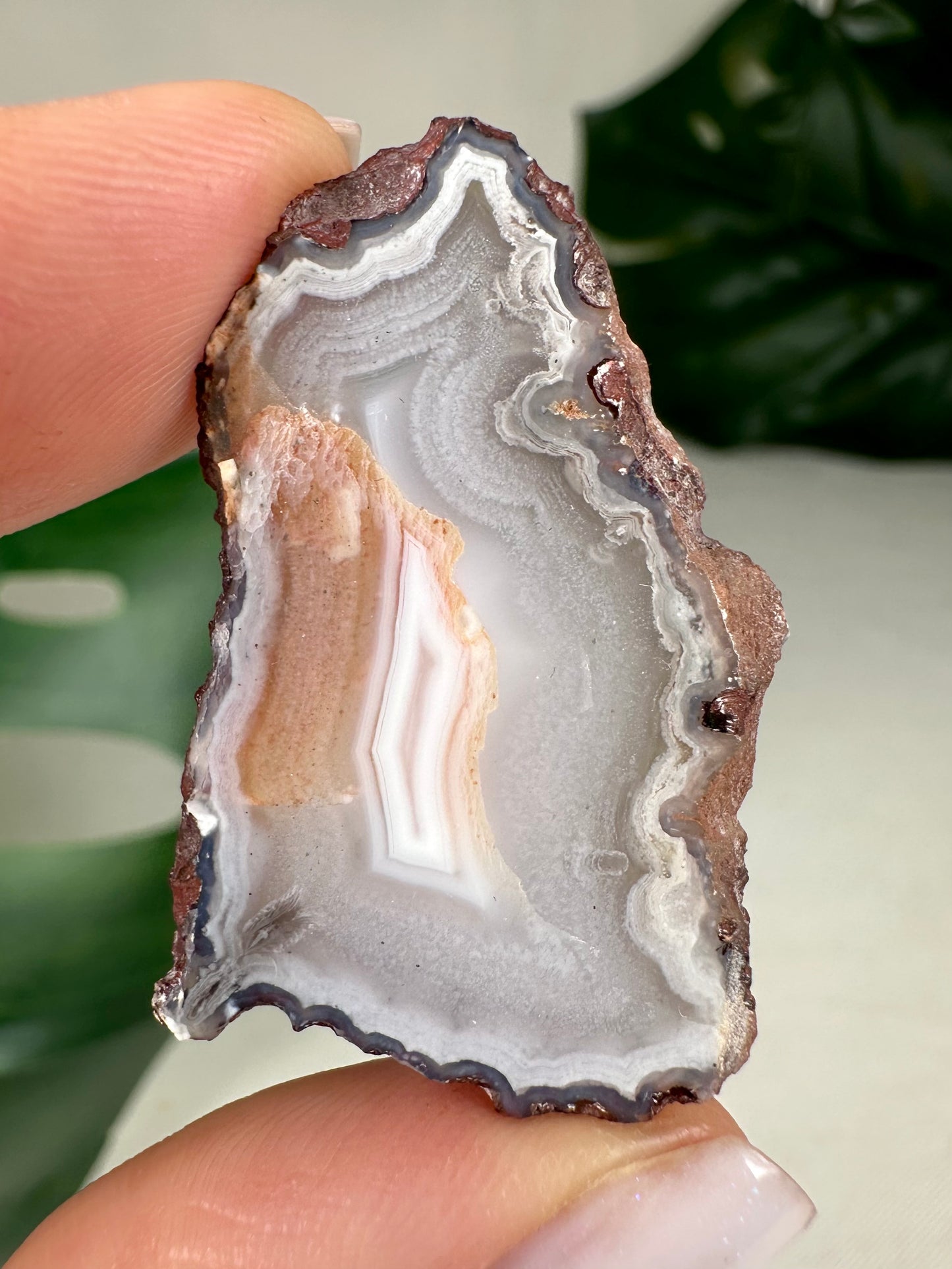 Coyamito Agate Slice - Purple - Selection