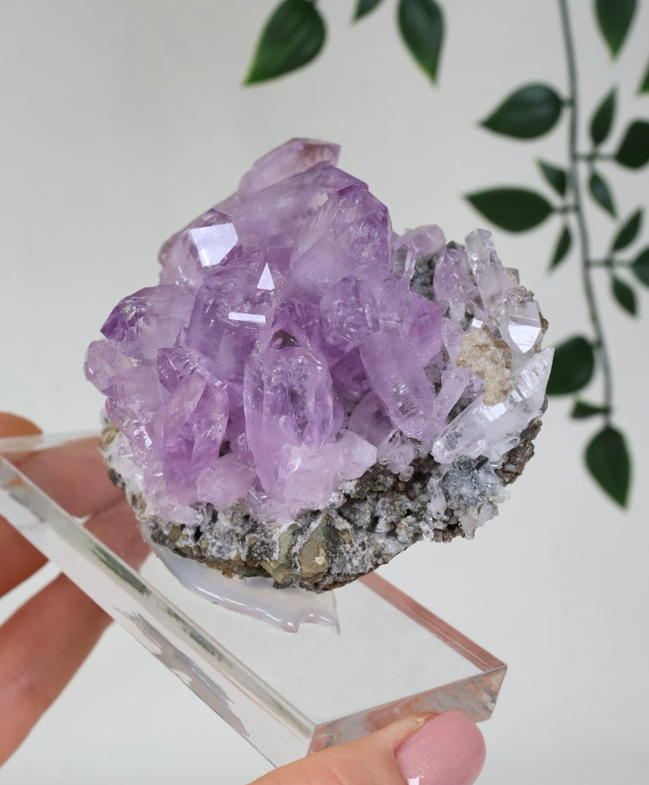 Vera Cruz Amethyst Nr.515VA