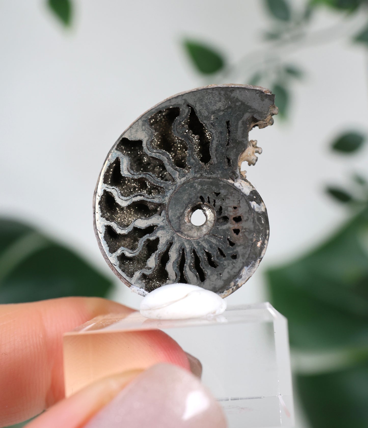 Pyritisierte Ammonite x Chalkopyrit Nr.56PA