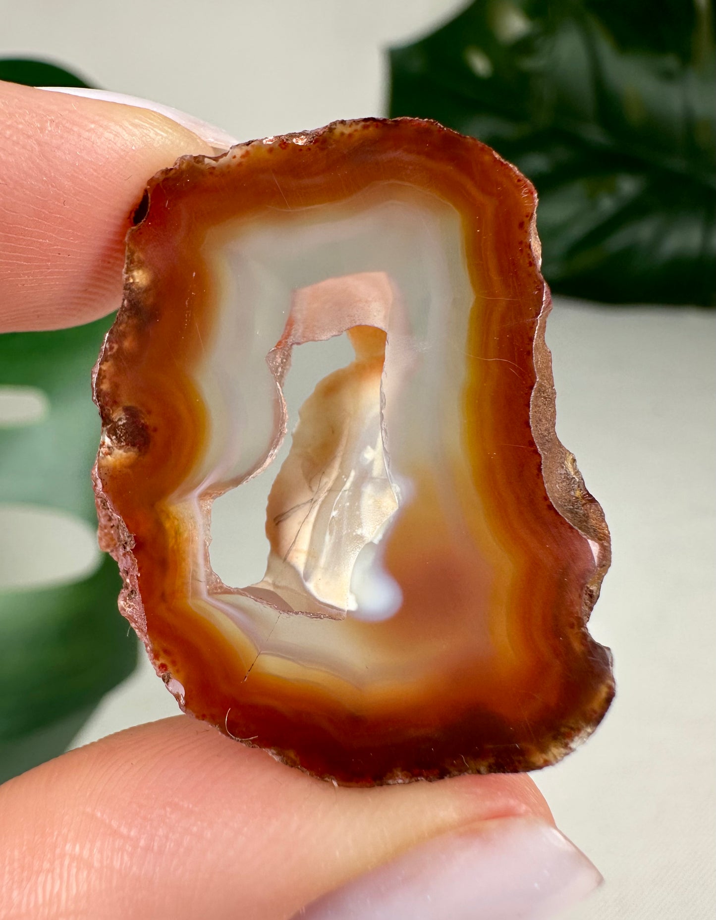 Coyamito Agate Slice - Red - Selection
