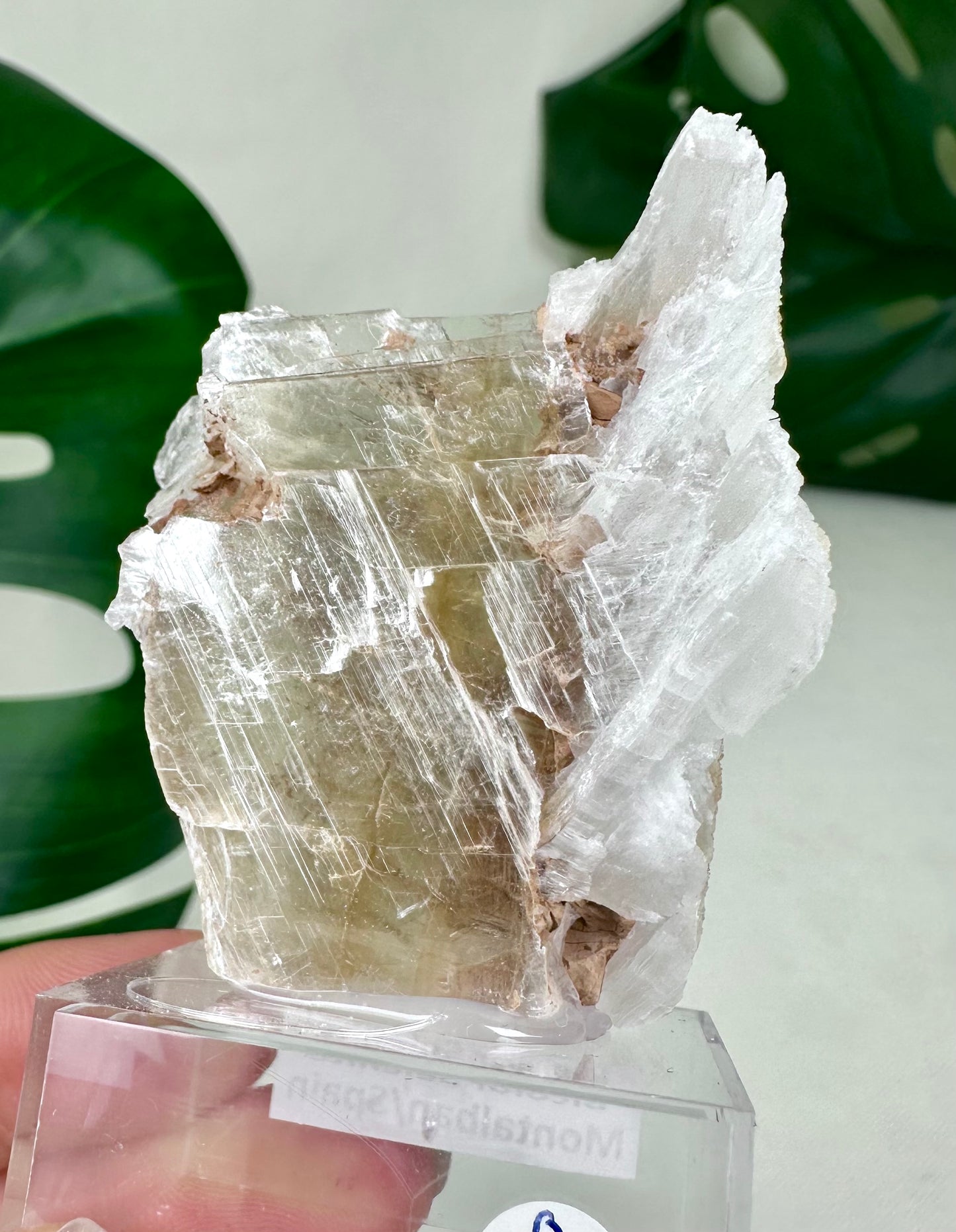 Bicolor Selenite No. 20BS
