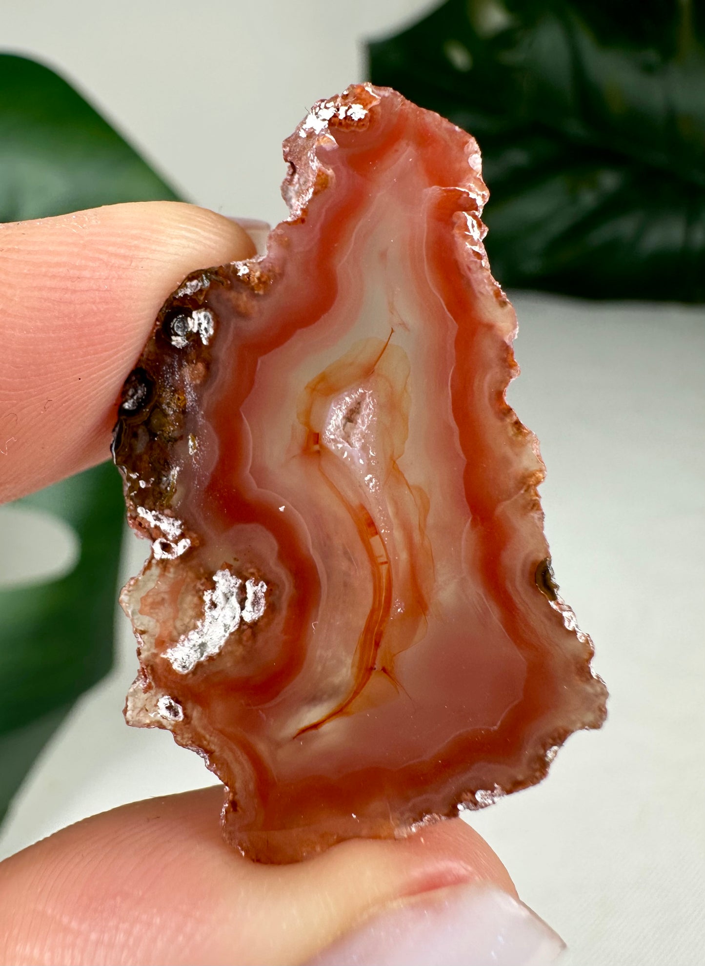 Coyamito Agate Slice - Red - Selection