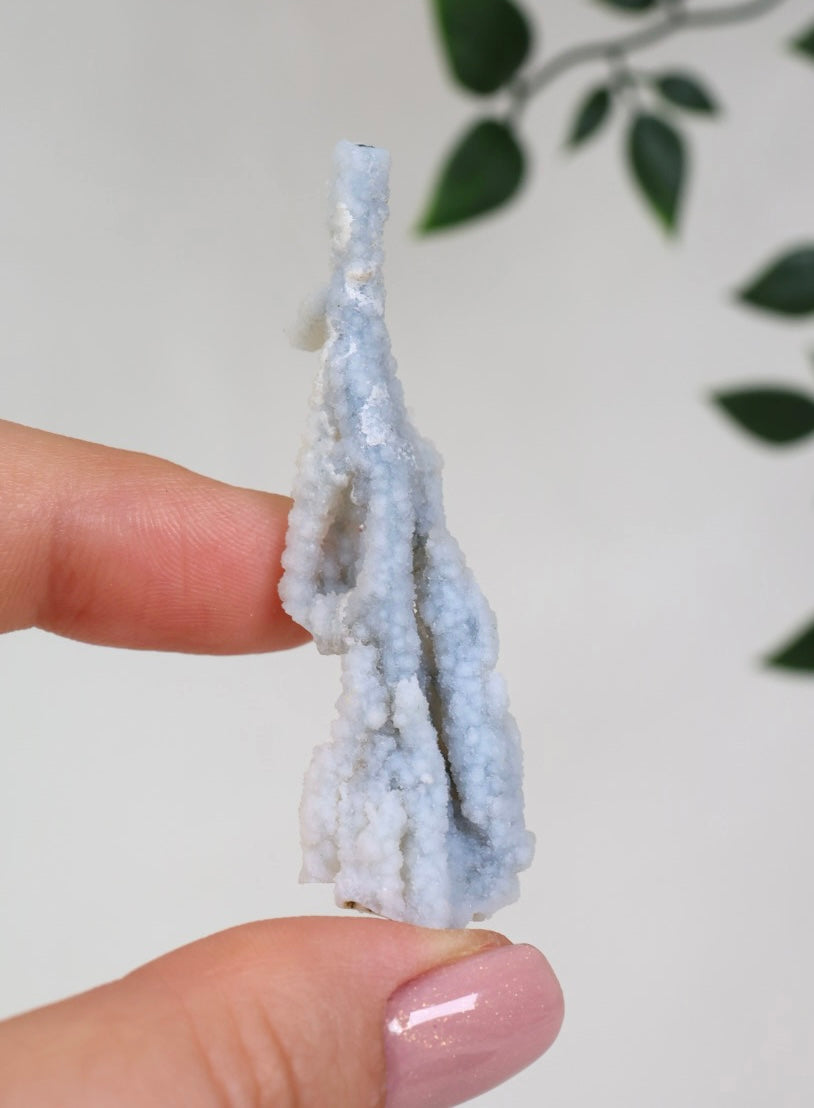 Blaue Chalcedon Koralle - Auswahl