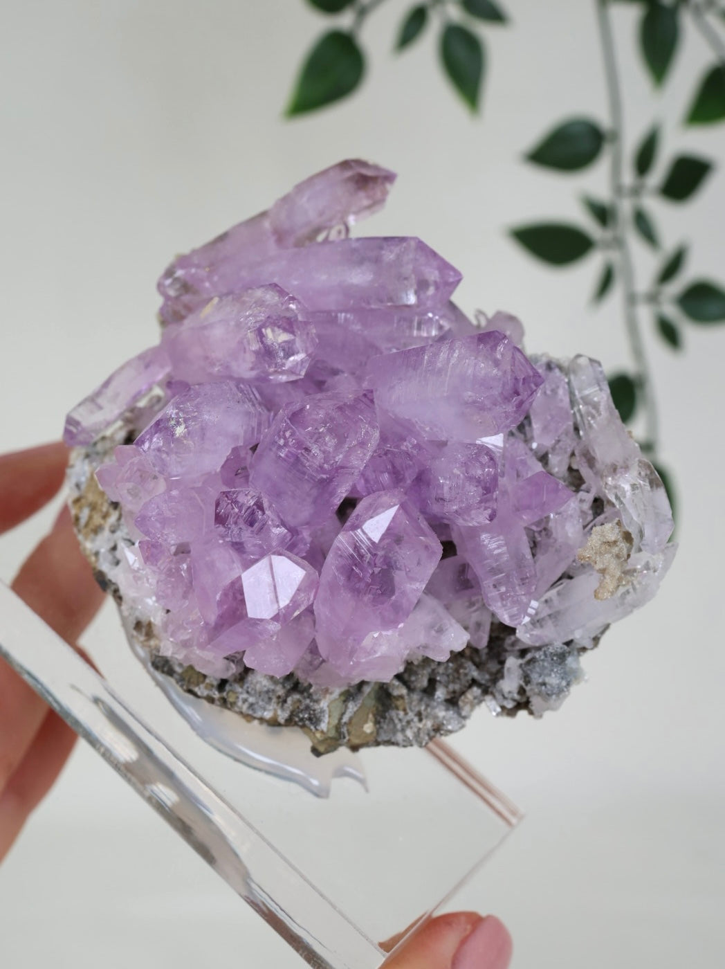 Vera Cruz Amethyst Nr.515VA