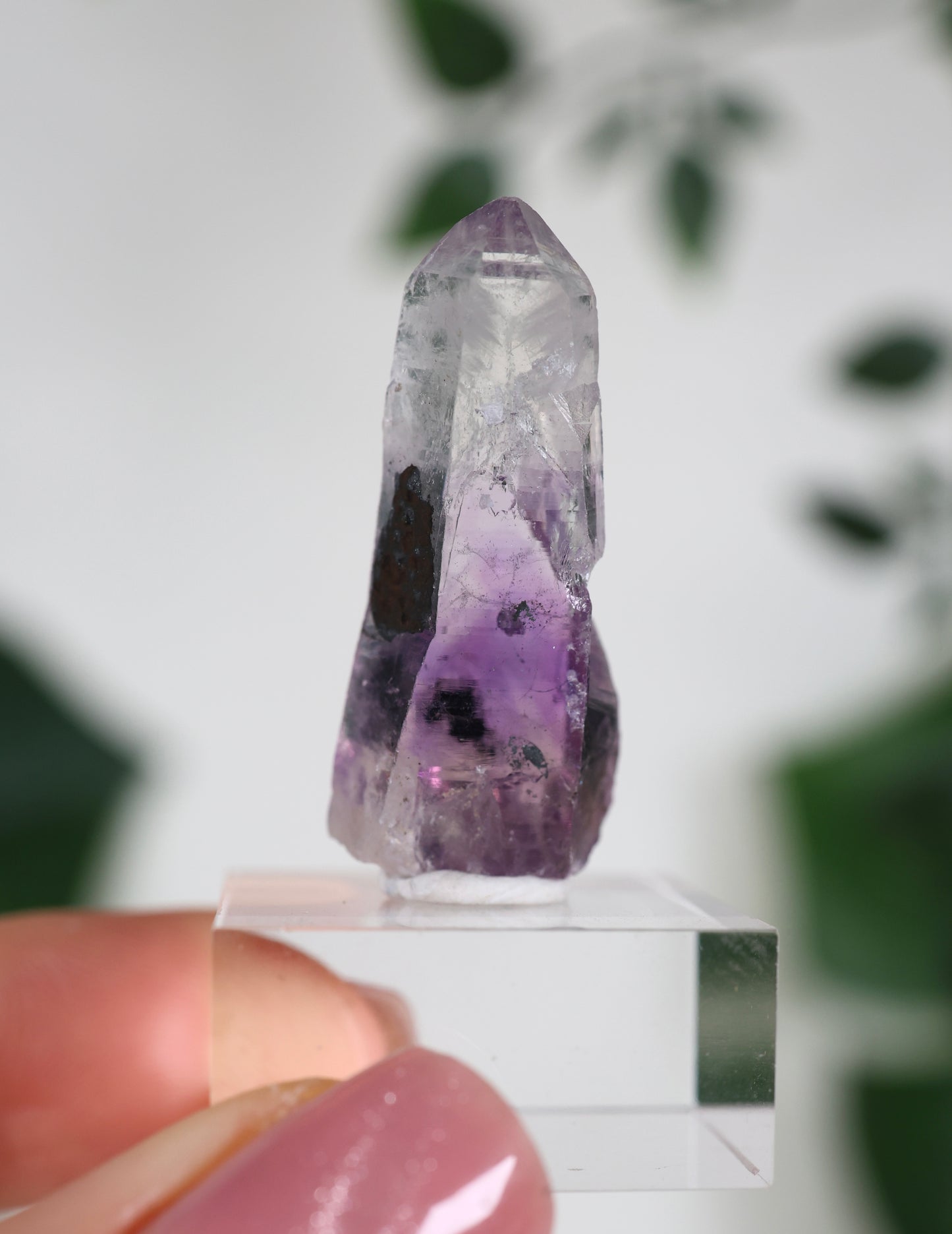 Guerrero Amethyst Oldstock S- Auswahl