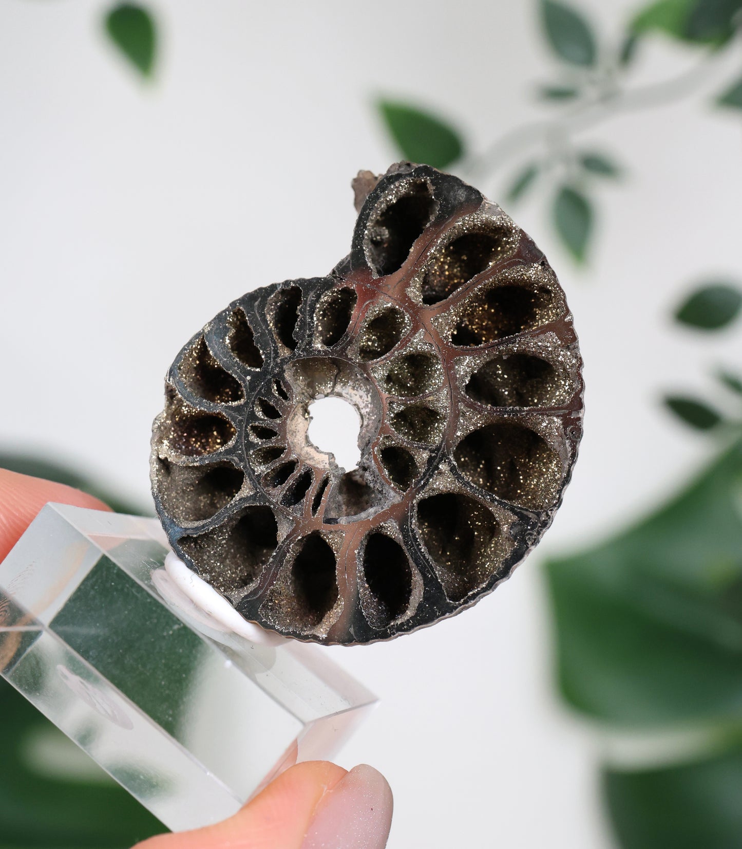 Pyritisierte Ammonite x Chalkopyrit Nr.90PA