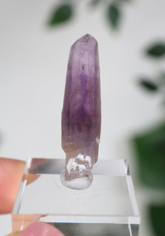 Guerrero Amethyst Oldstock XS - Auswahl