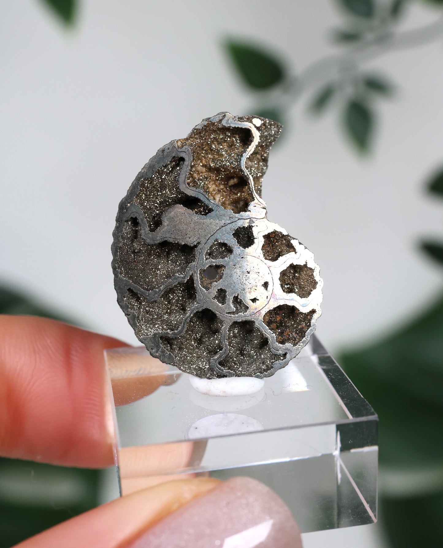 Pyritisierte Ammonite x Chalkopyrit Nr.57PA
