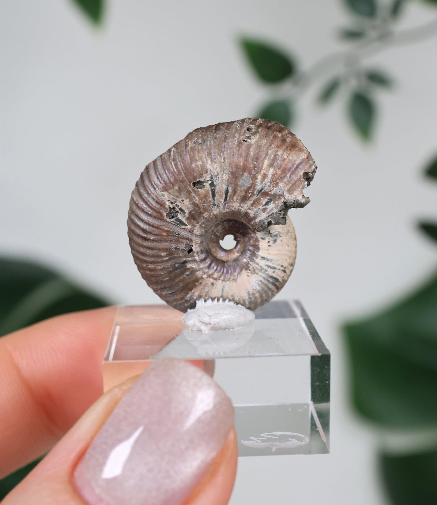 Pyritisierte Ammonite x Chalkopyrit Nr.49PA