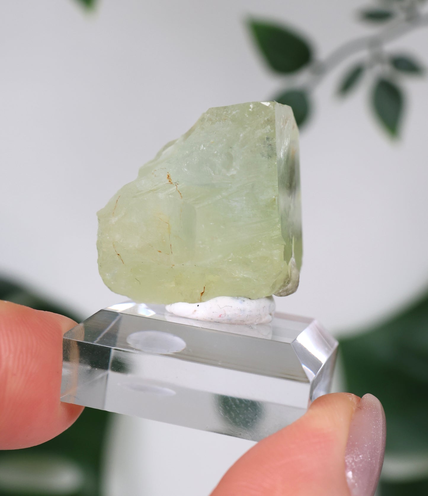 Aquador x Muskovit Nr.42AQ