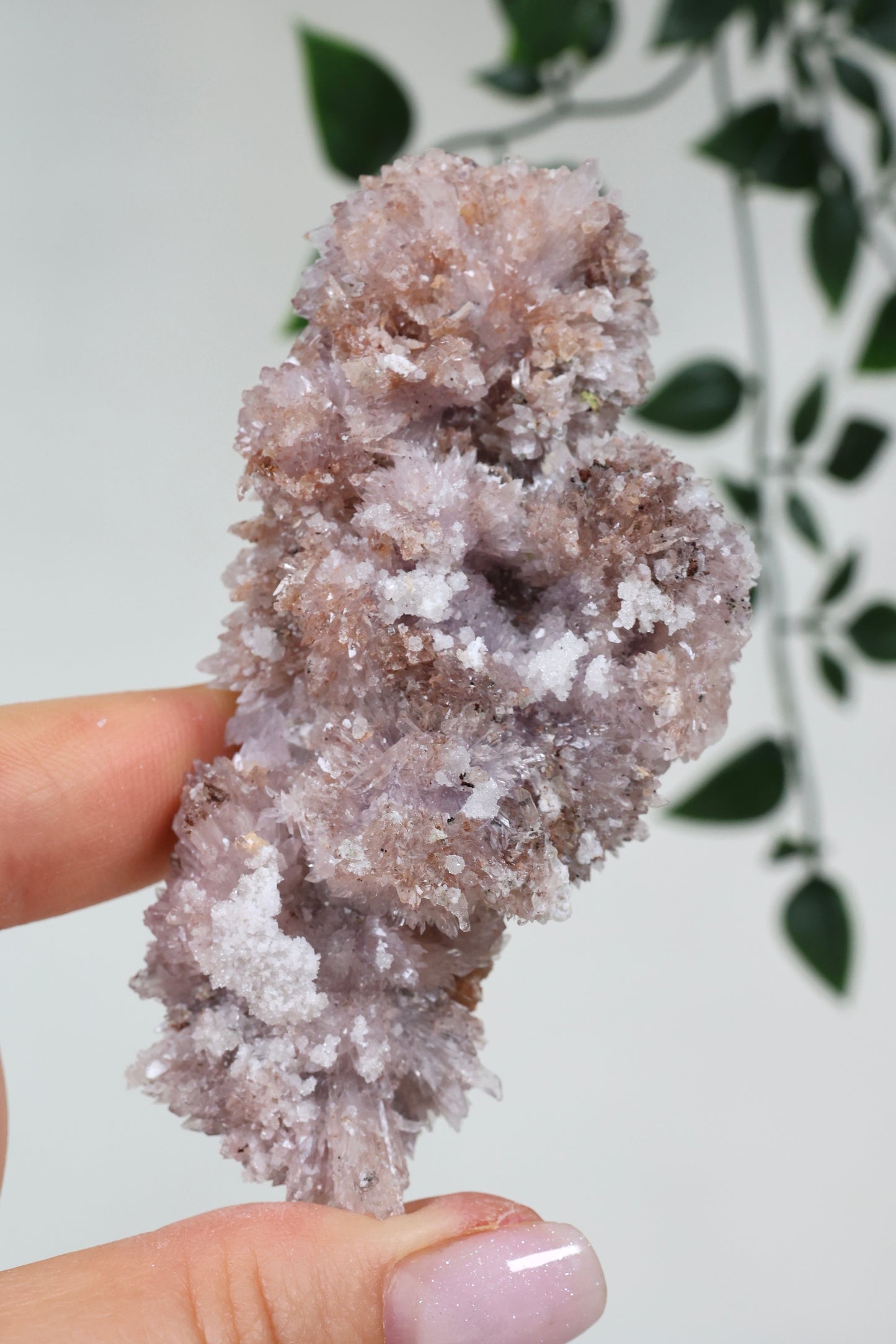 Lilaner Creedite Nr.109CL