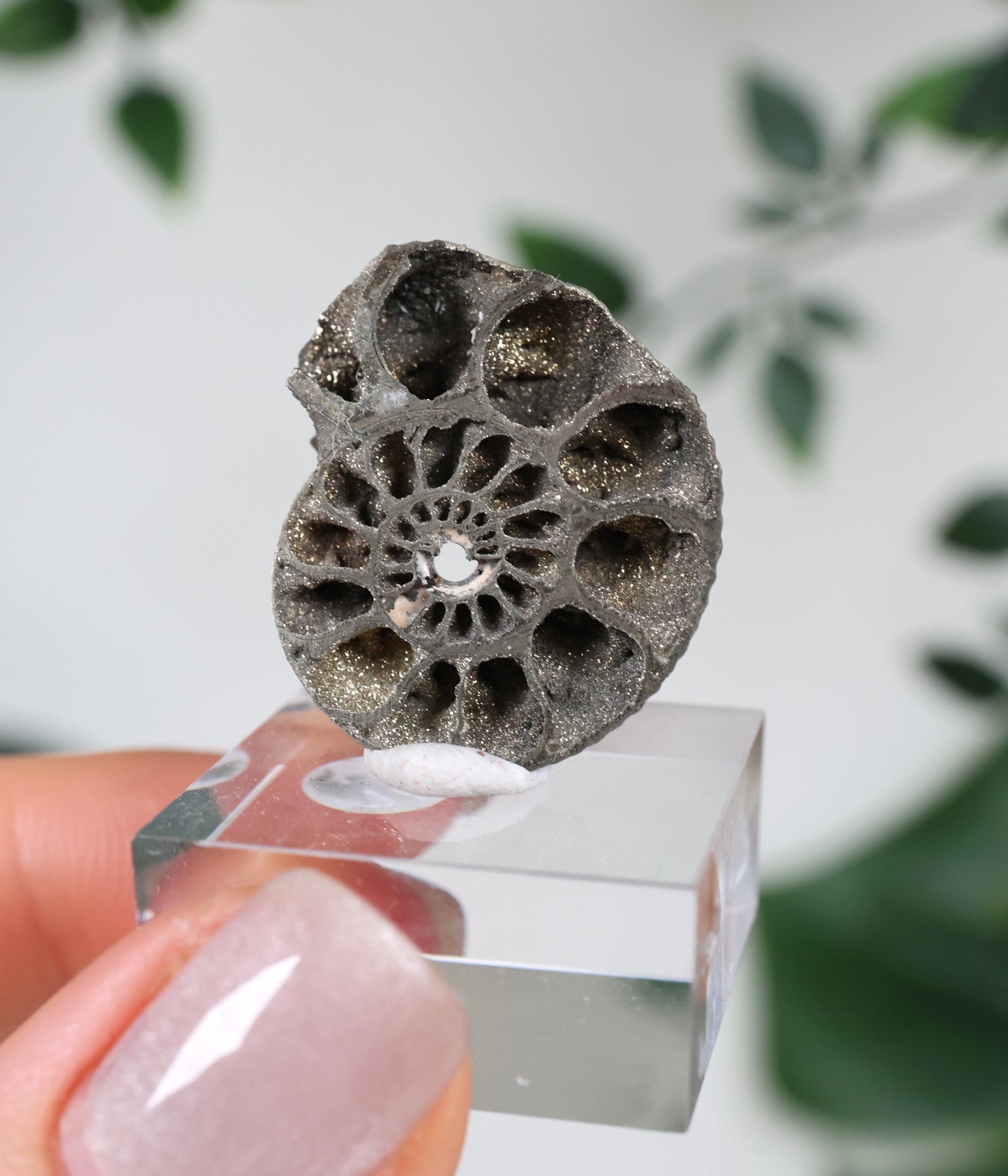 Pyritisierte Ammonite x Chalkopyrit Nr.49PA