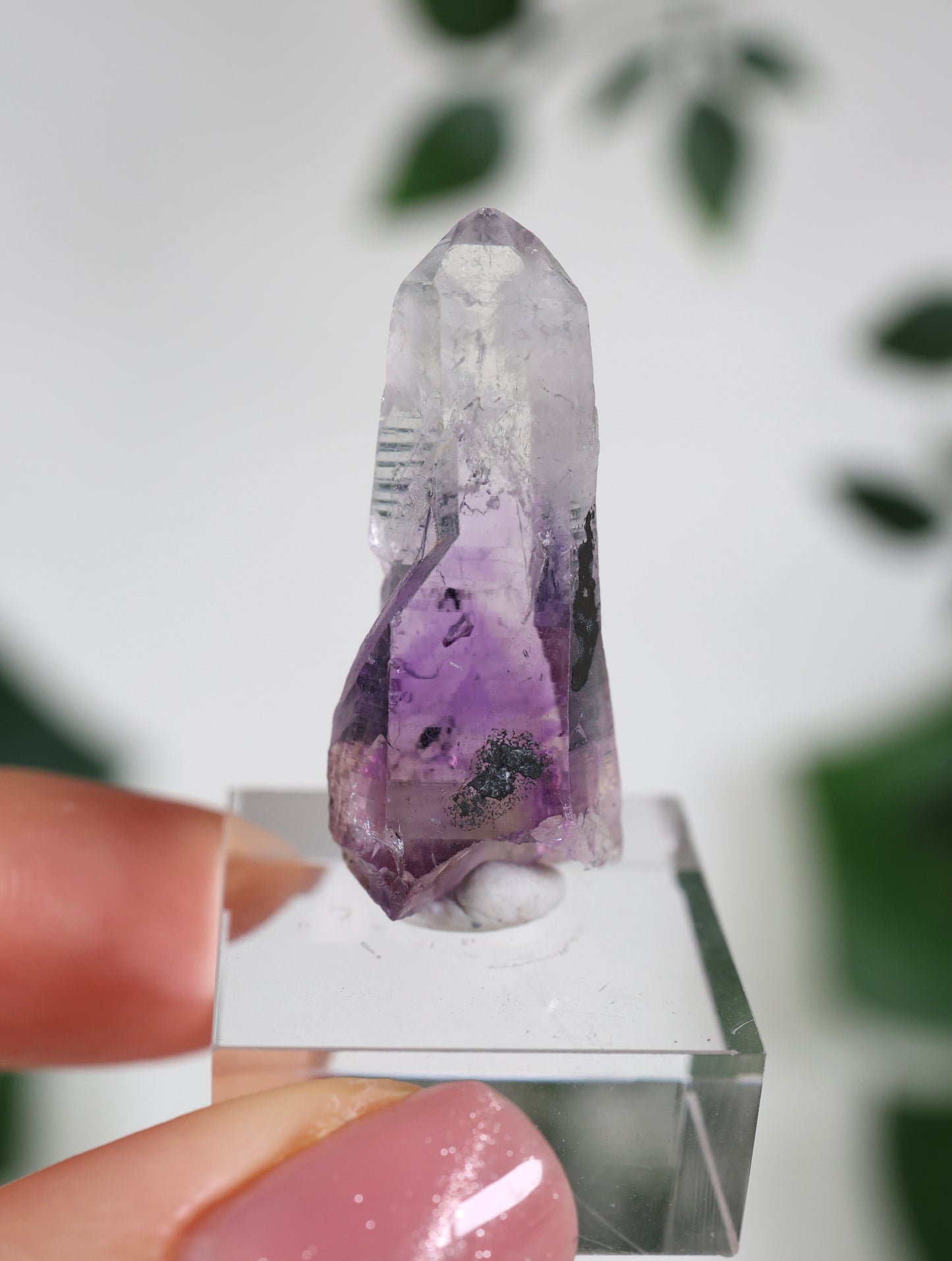 Guerrero Amethyst Oldstock S- Auswahl