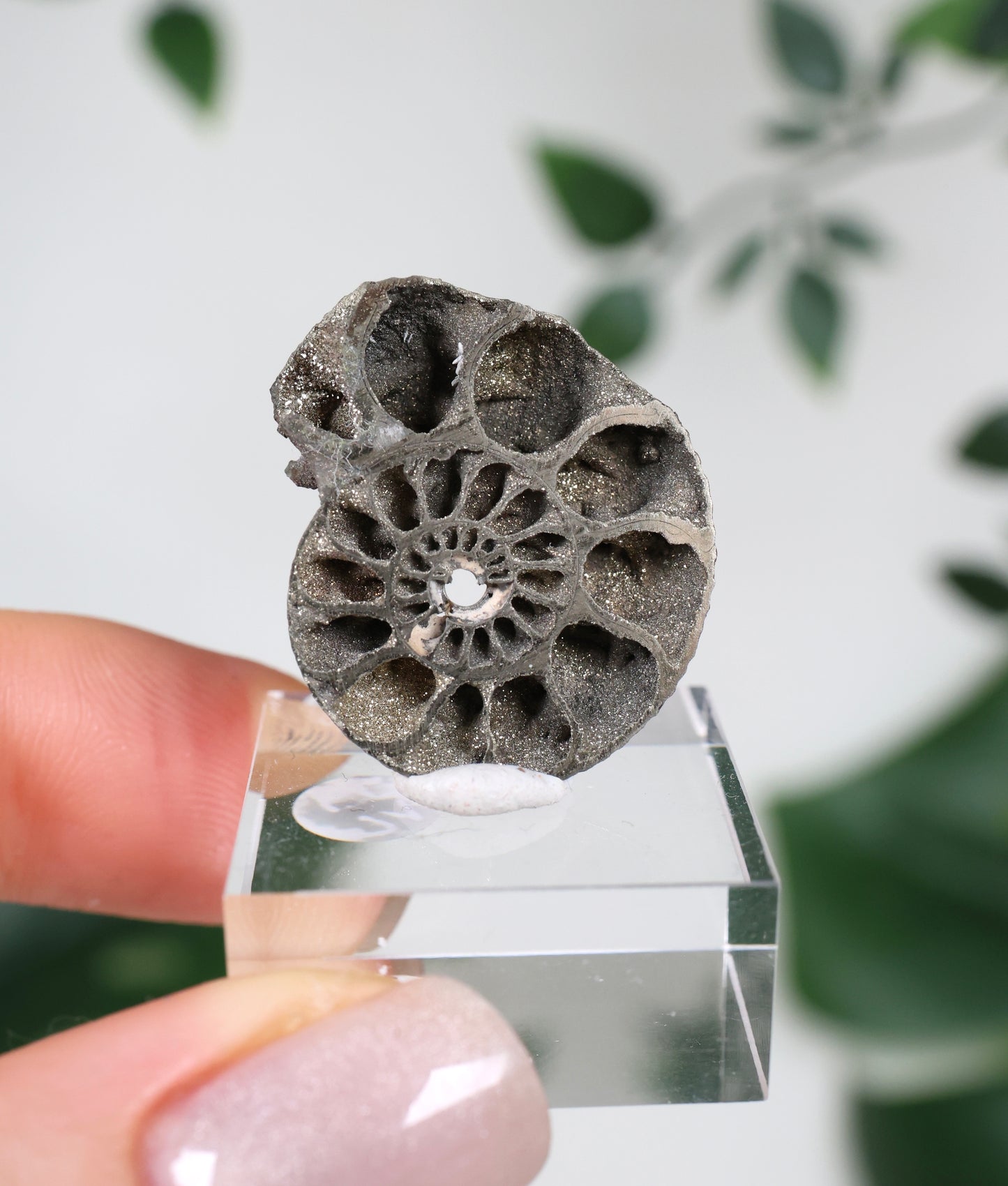 Pyritisierte Ammonite x Chalkopyrit Nr.49PA