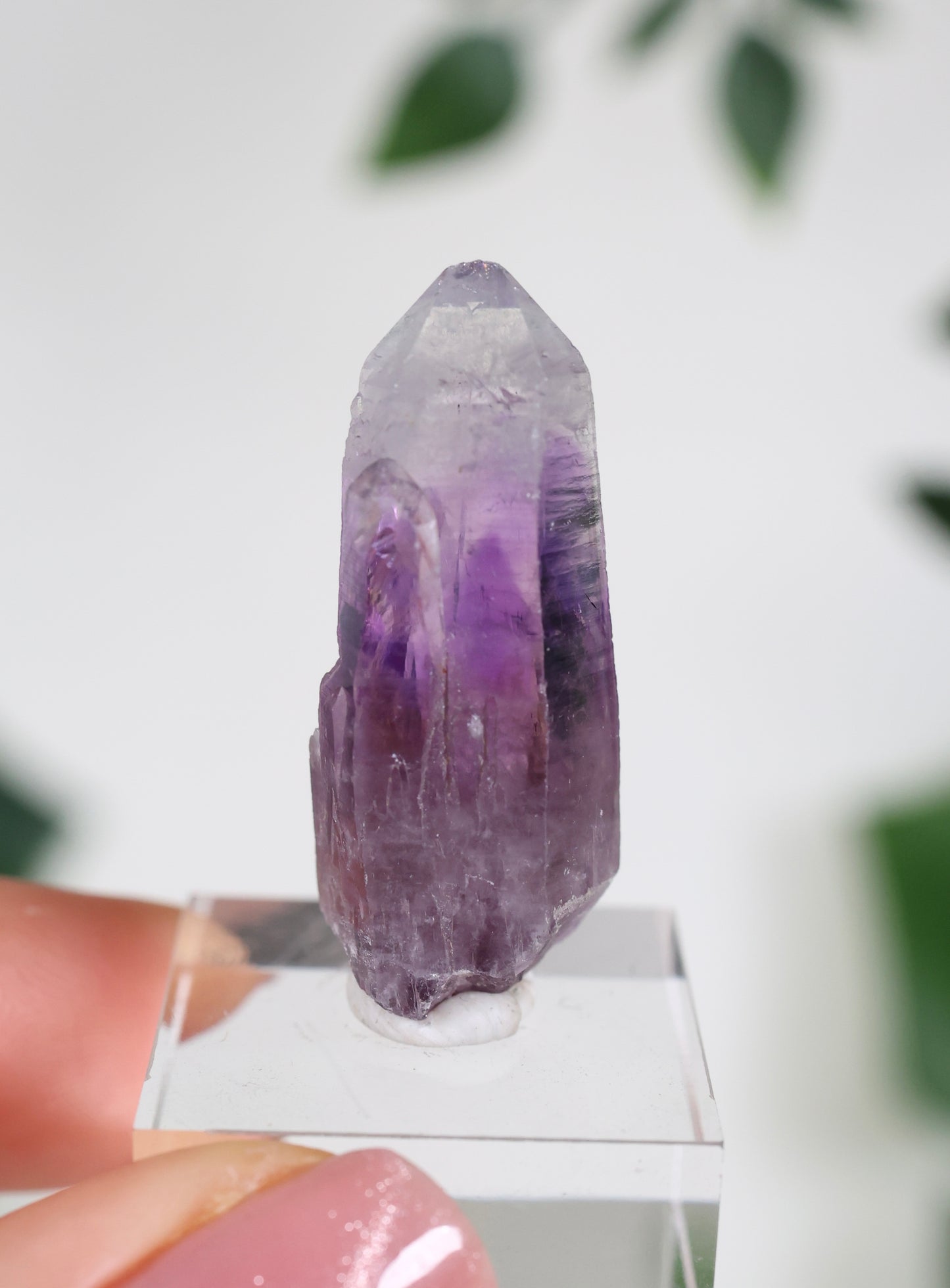 Guerrero Amethyst Oldstock S- Auswahl