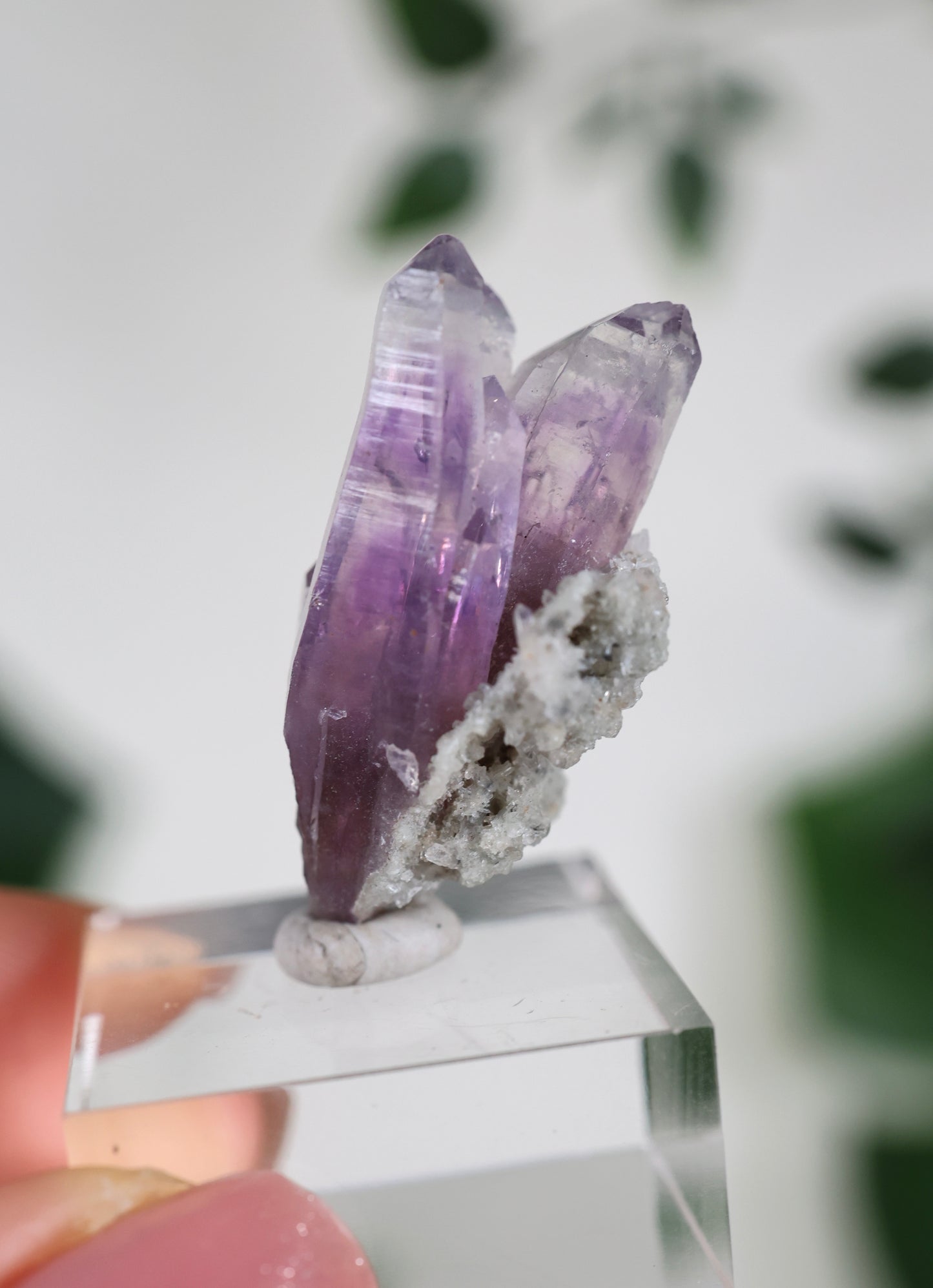 Guerrero Amethyst Oldstock S- Auswahl