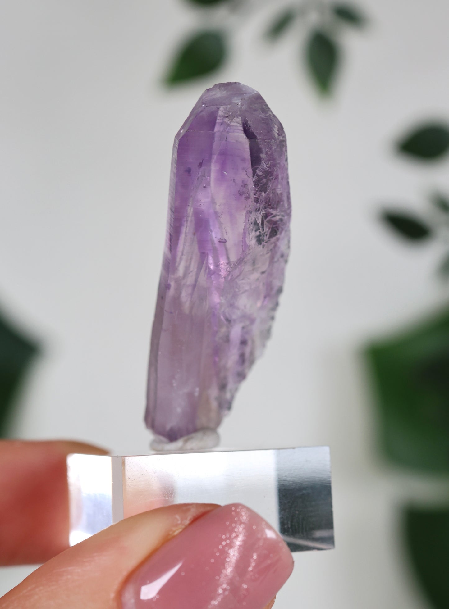 Guerrero Amethyst Oldstock XS - Auswahl
