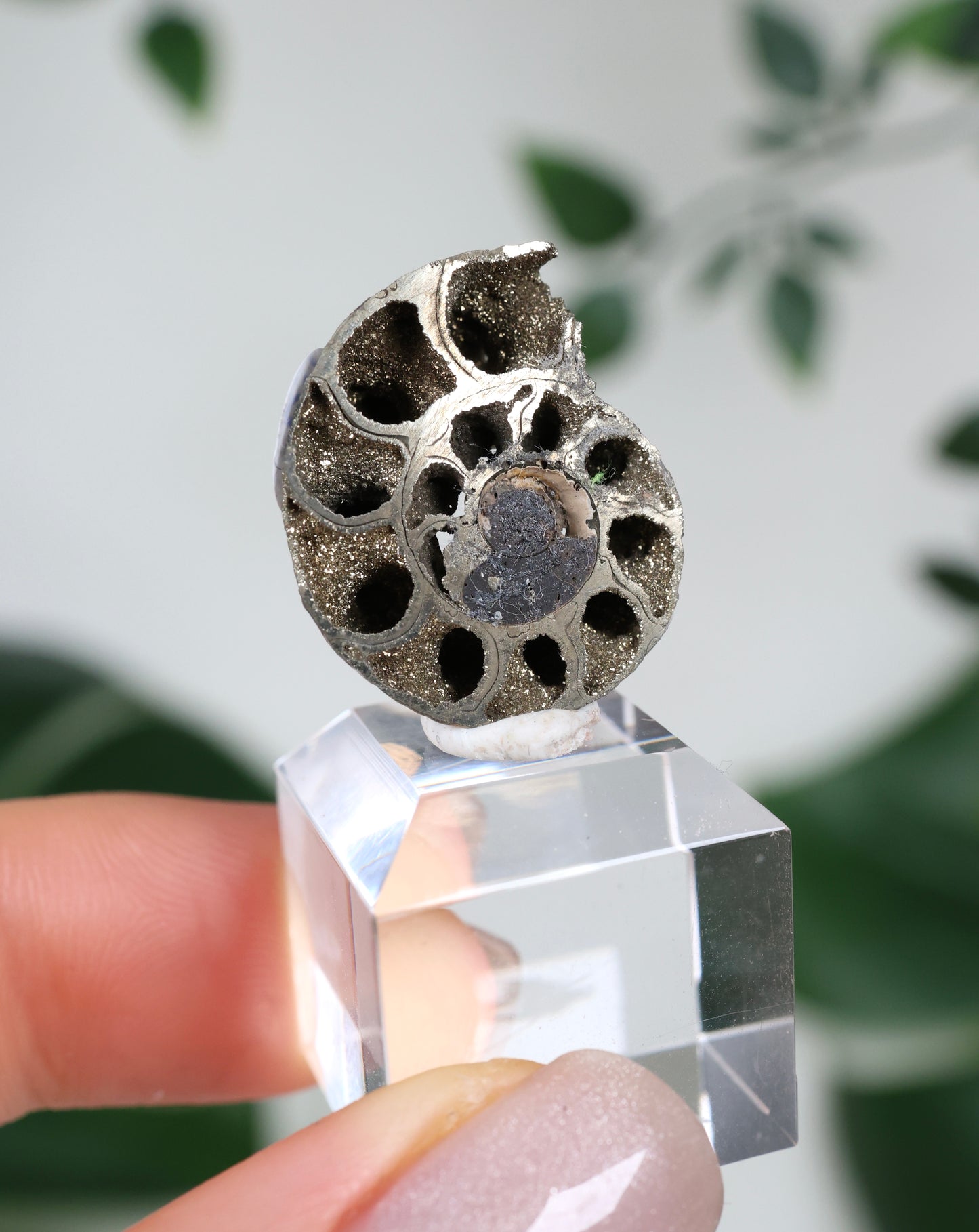 Pyritisierte Ammonite x Chalkopyrit Nr.42PA