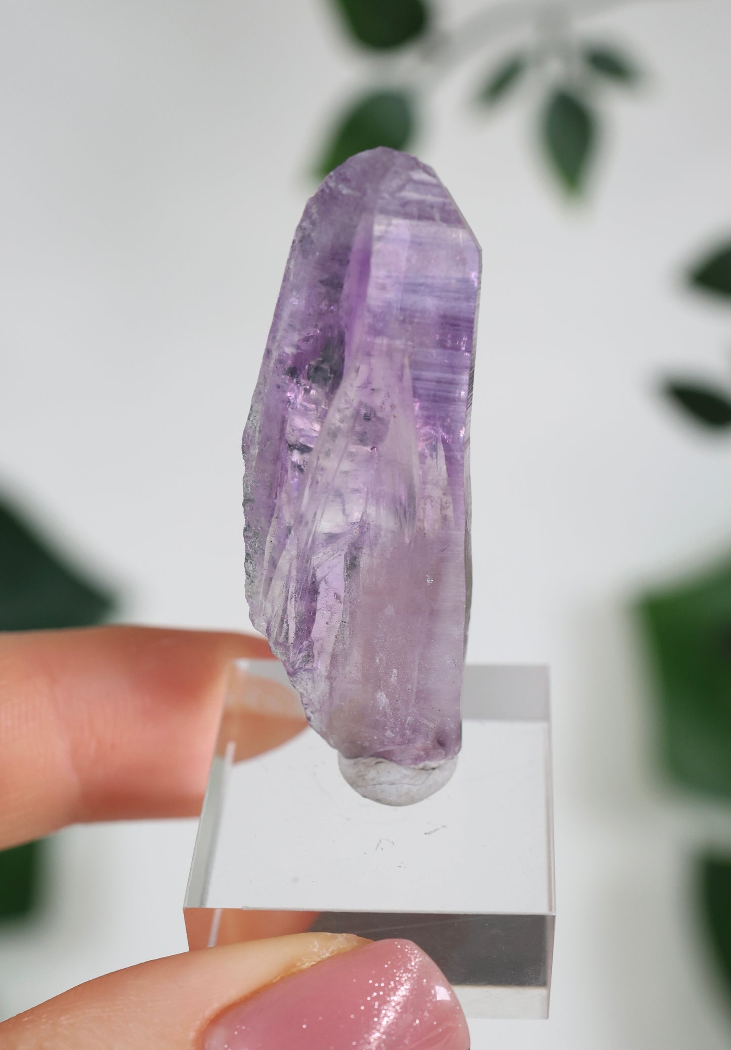 Guerrero Amethyst Oldstock XS - Auswahl