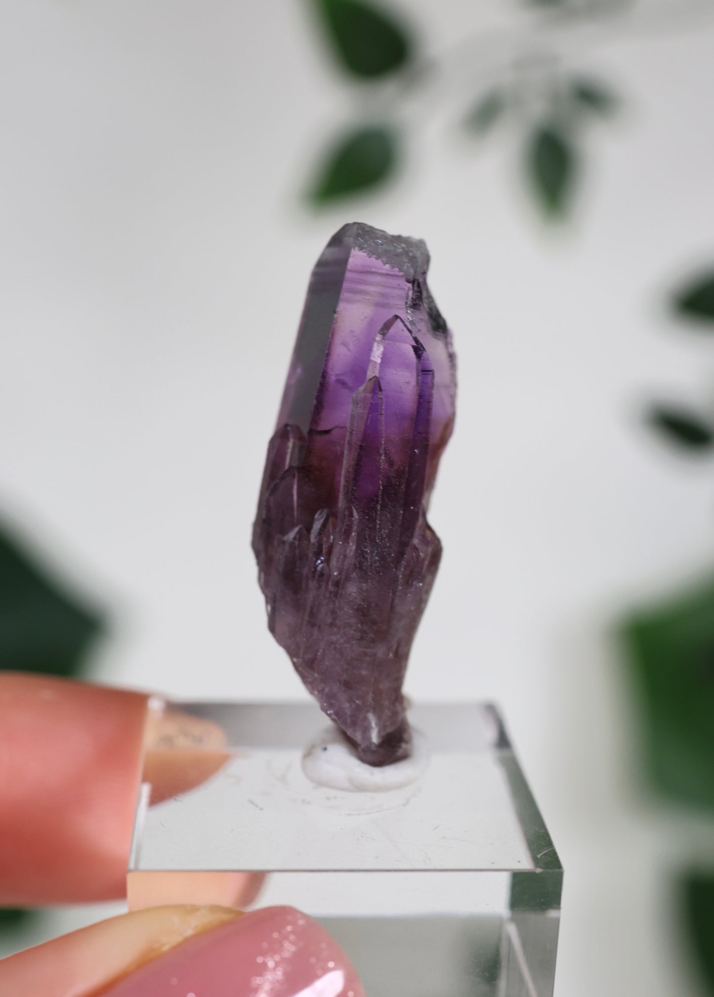 Guerrero Amethyst Oldstock S- Auswahl