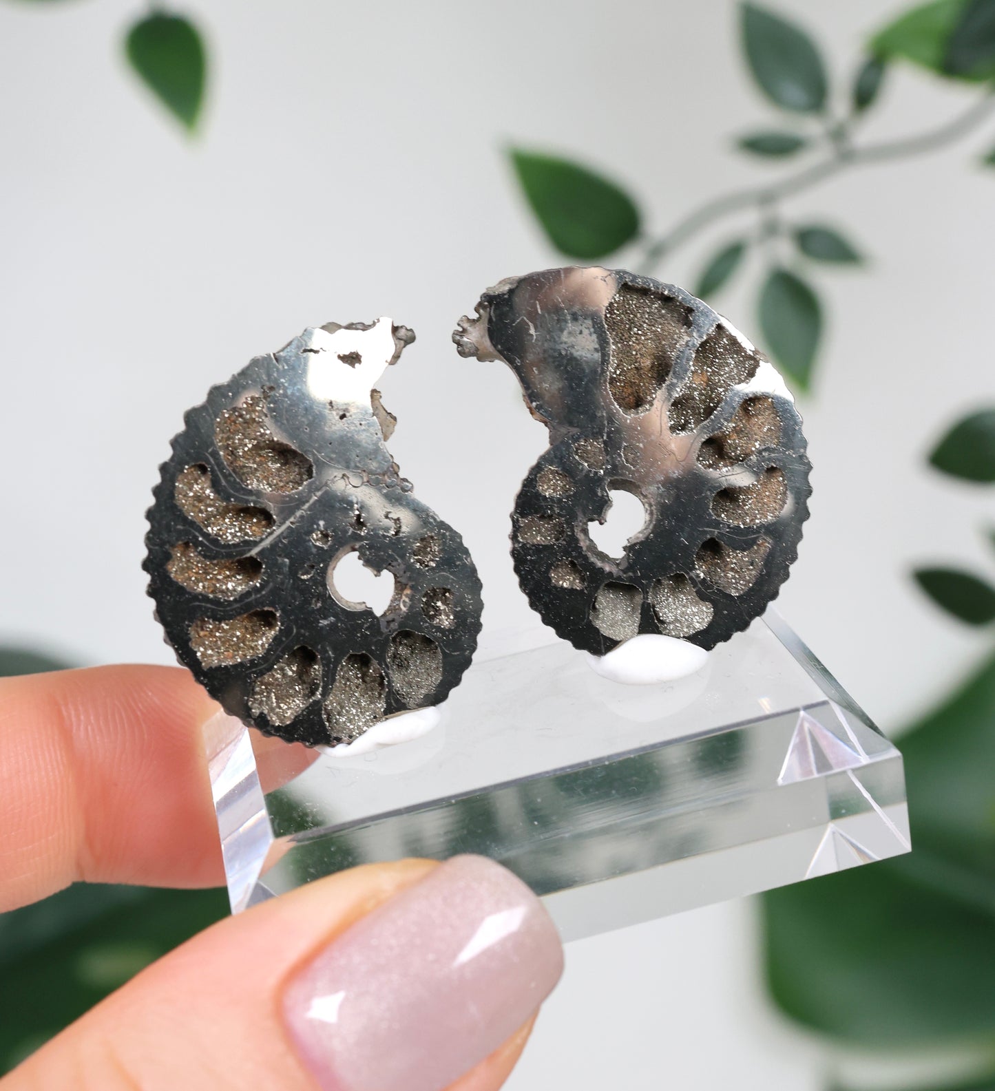 Pyritisierte Ammonite x Chalkopyrit Pärchen Nr.112PA